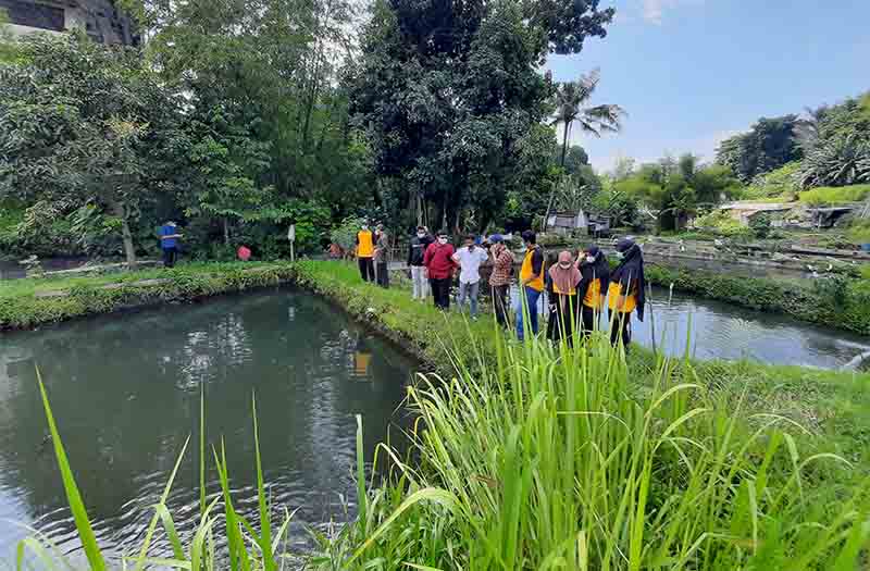 Pelatihan budidaya ikan wader pari. 