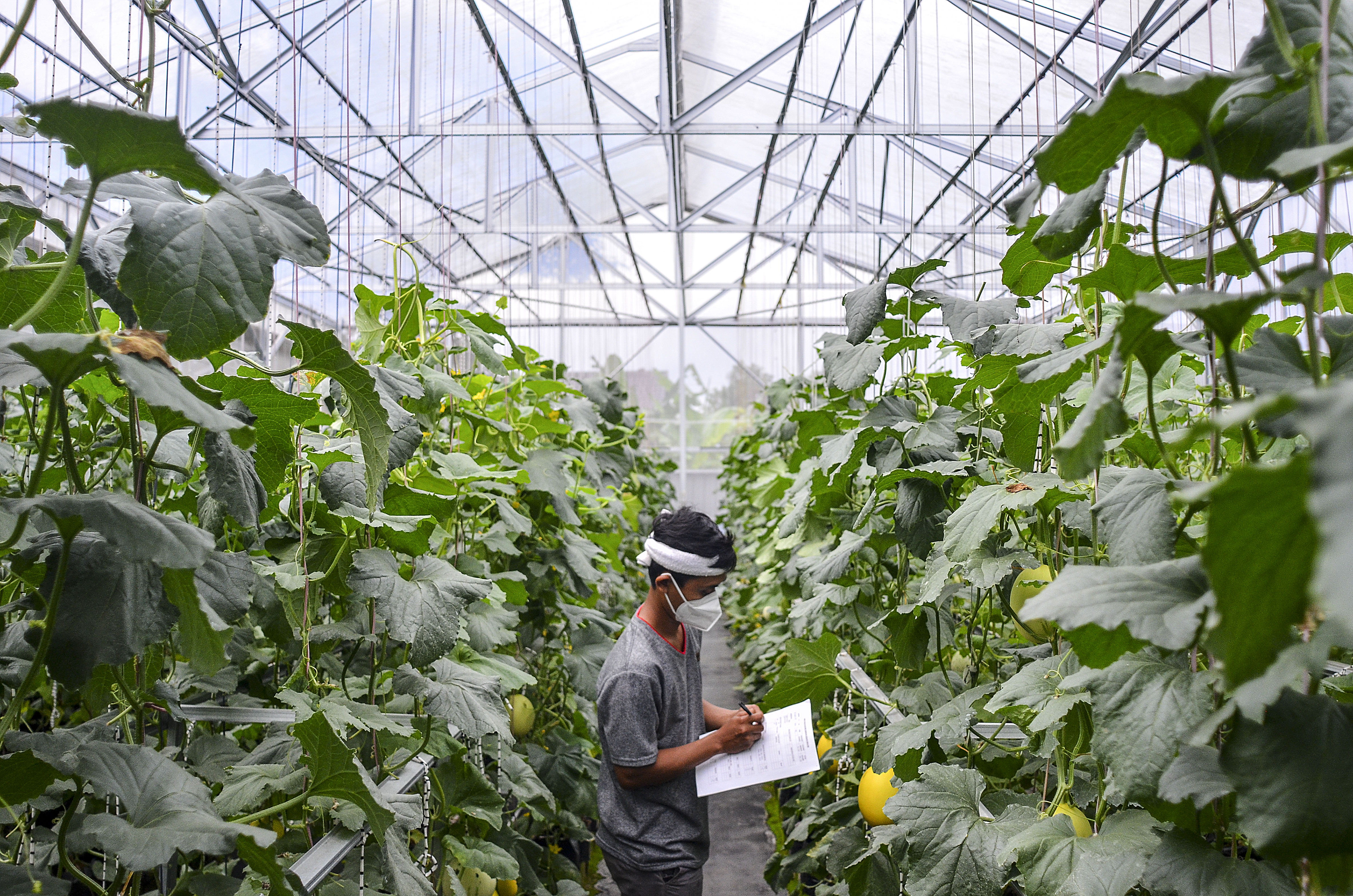 Petani Milenial Tasikmalaya (Pelita) Dadan Ridwan mencatat pertumbuhan melon organik di Taman Hati Farm, Tamansari, Kota Tasikmalaya, Jabar.