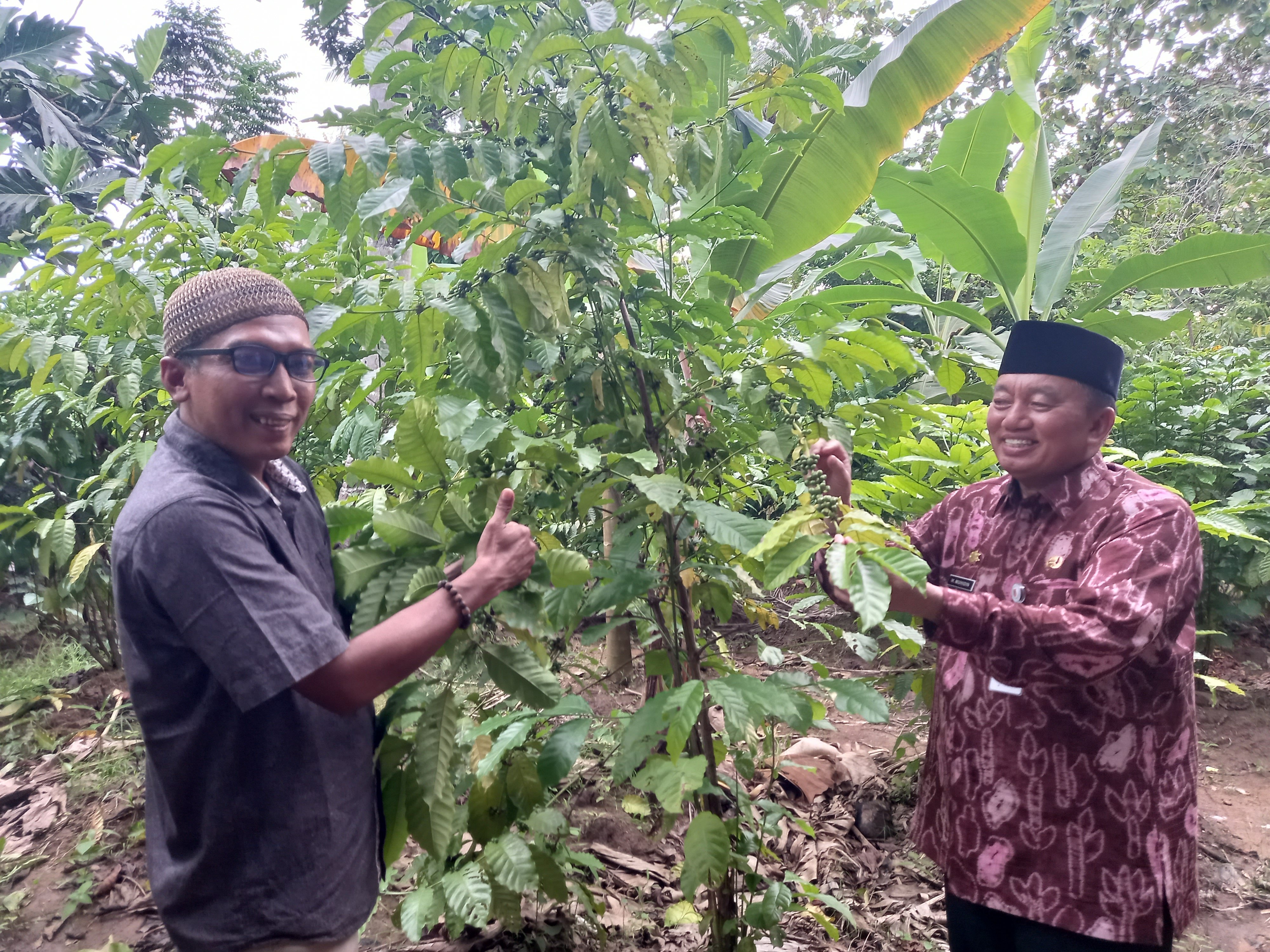  Wakil Gubernur Kalsel Muhidin bersama Ketua SPI Kalsel, Dwi Putera Kurniawan memperhatikan tanaman kopi. 