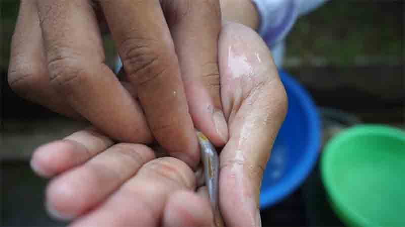 Wader Pari, si Mungil dengan Potensi Ekonomi Besar