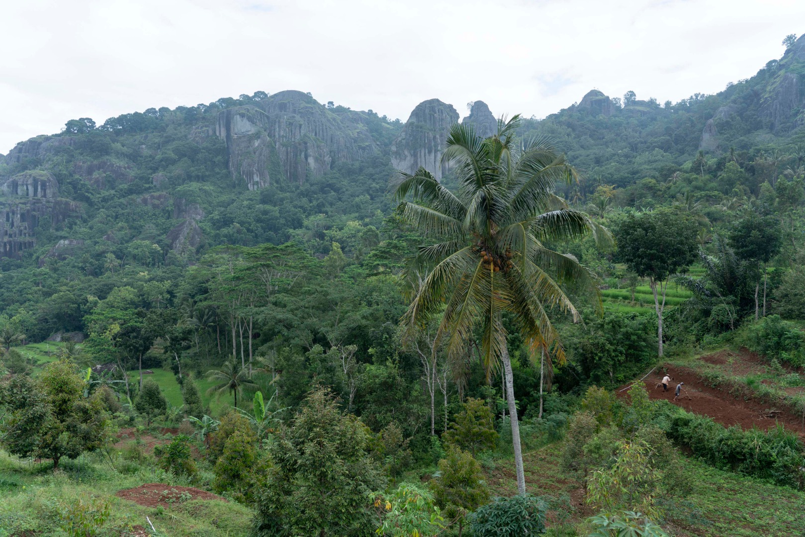  Petani menggarap lahan di Desa Nglanggeran, Patuk, Gunungkidul, DI Yogyakarta