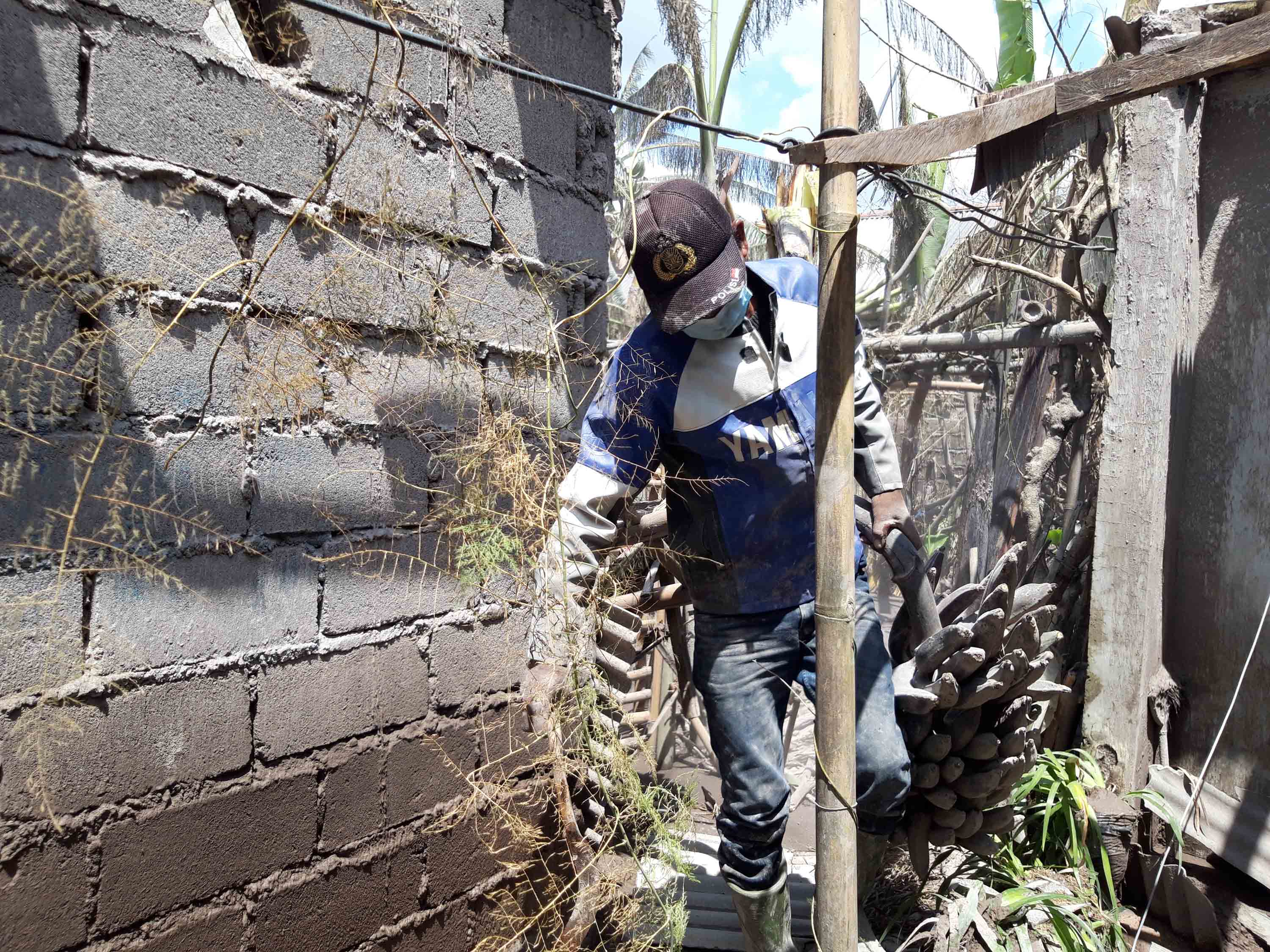  Warga Dusun Kajarkuning, Sumberwuluh, Candipuro, Lumajang, Jawa Timur, memanen dini buah pisang yang tertimbun material vulkanis