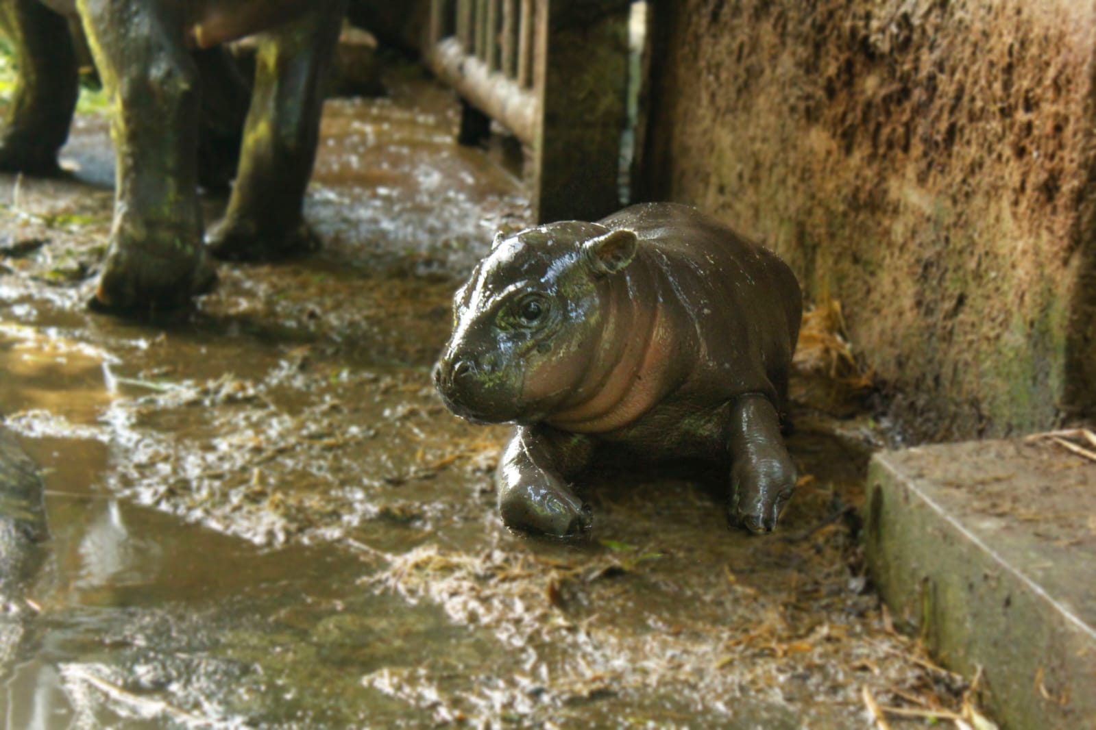 Bayi Pygmy Hippo betina yang lahir pada 21 November.