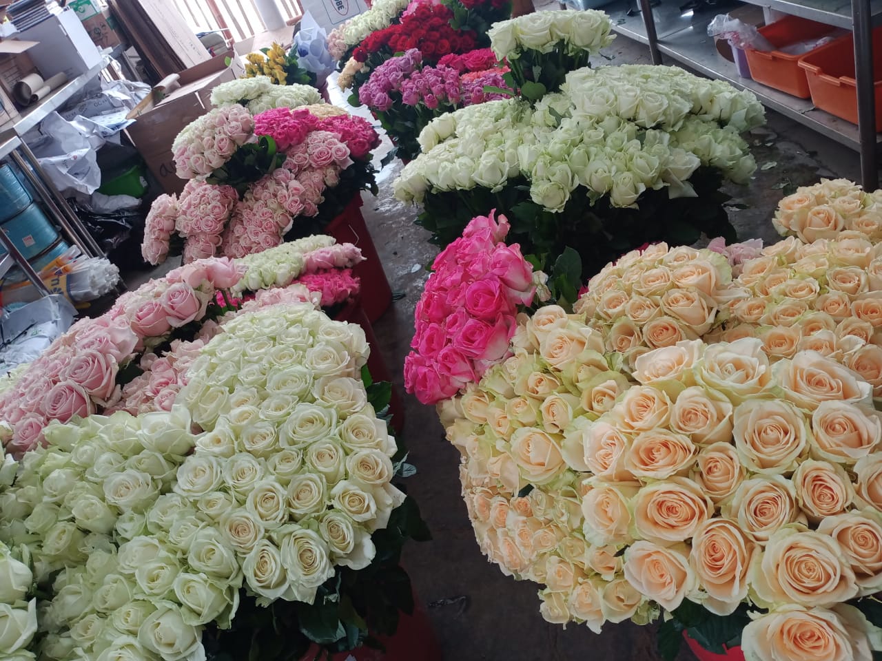 Perkebunan Grace Rose Farm, Cisarua, Kabupaten Bandung Barat, Jabar mampu menghasilkan 2.000 tangkai bunga setiap hari.