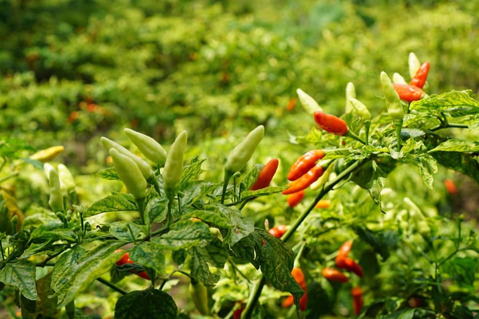 Beberapa penyebab meningkatnya harga aneka cabai antara lain curah hujan ekstrem yang terus terjadi sejak awal November 2021.