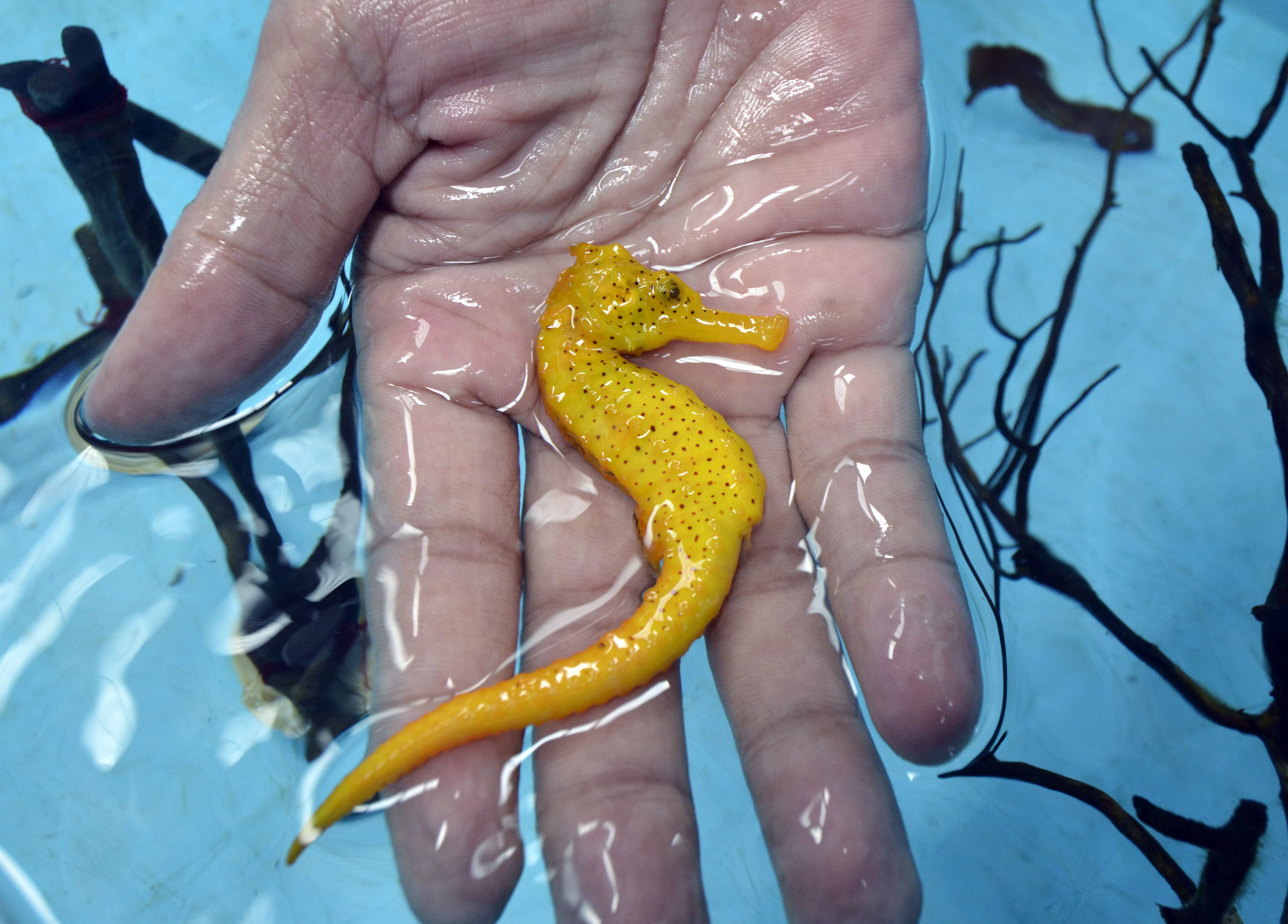 Ilustrasi kuda laut yang dibudidayakan di Laboratorium Balai Besar Perikanan Budidaya Laut (BBPBL) Lampung.