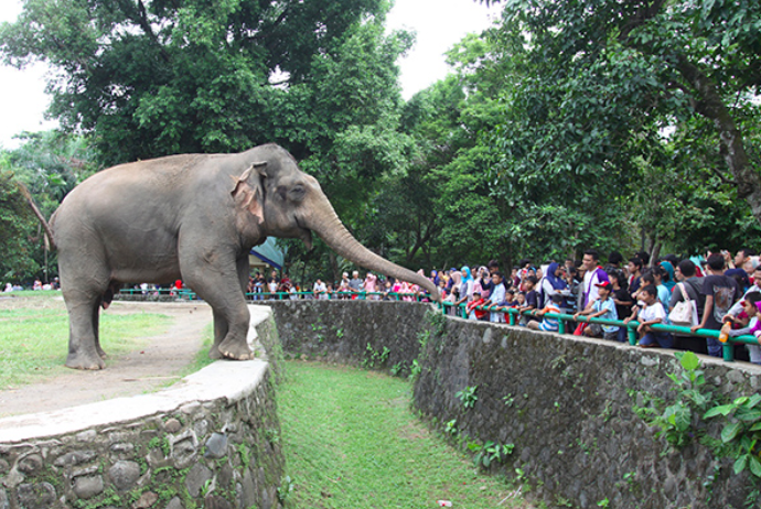 Ragunan Dikunjungi 31 ribu Pengunjung Selama Libur Akhir Pekan Lalu