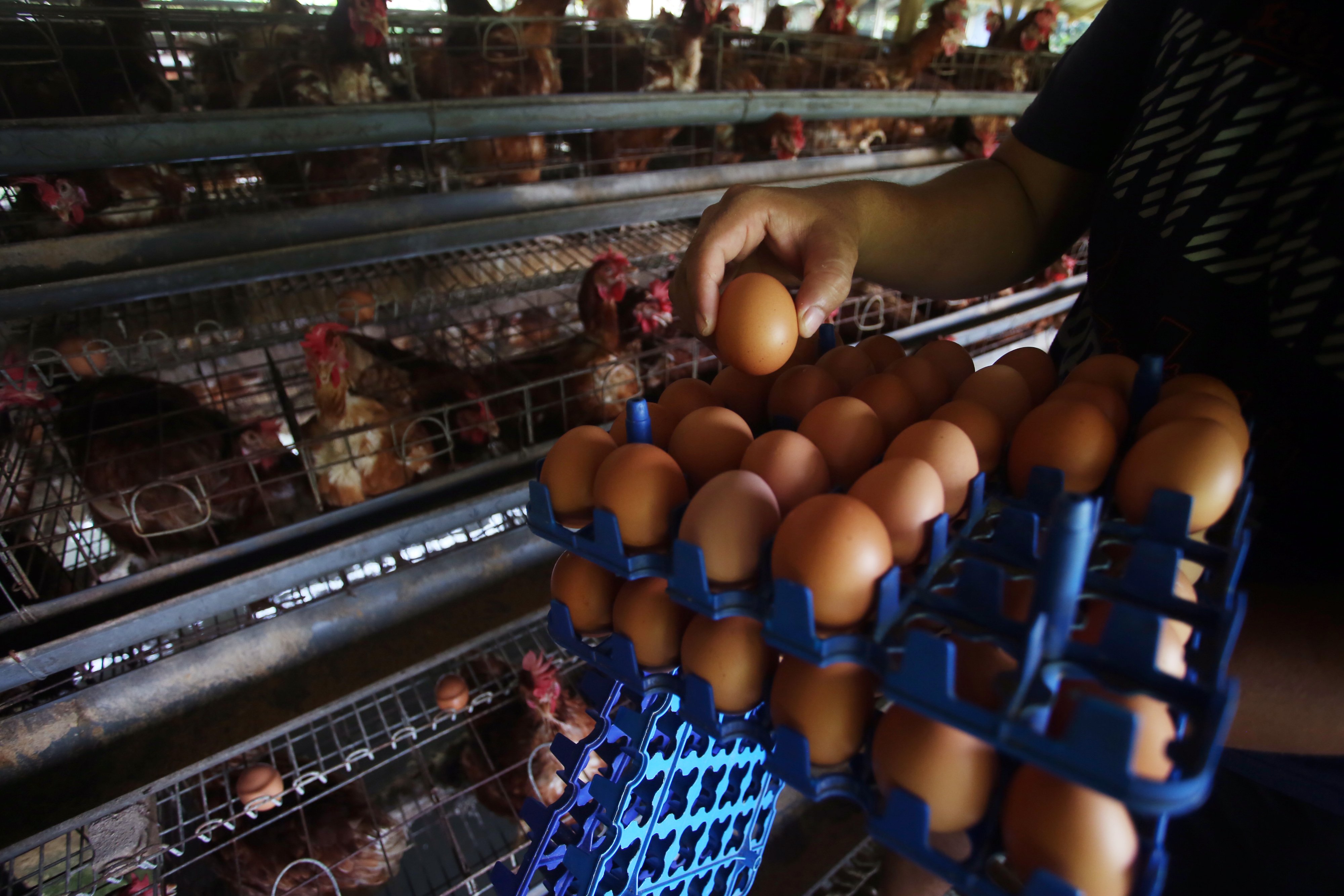 Peternak mengumpulkan telur di peternakan ayam ras petelur di Serpong, Tangerang Selatan, Banten, Senin, (27/12).