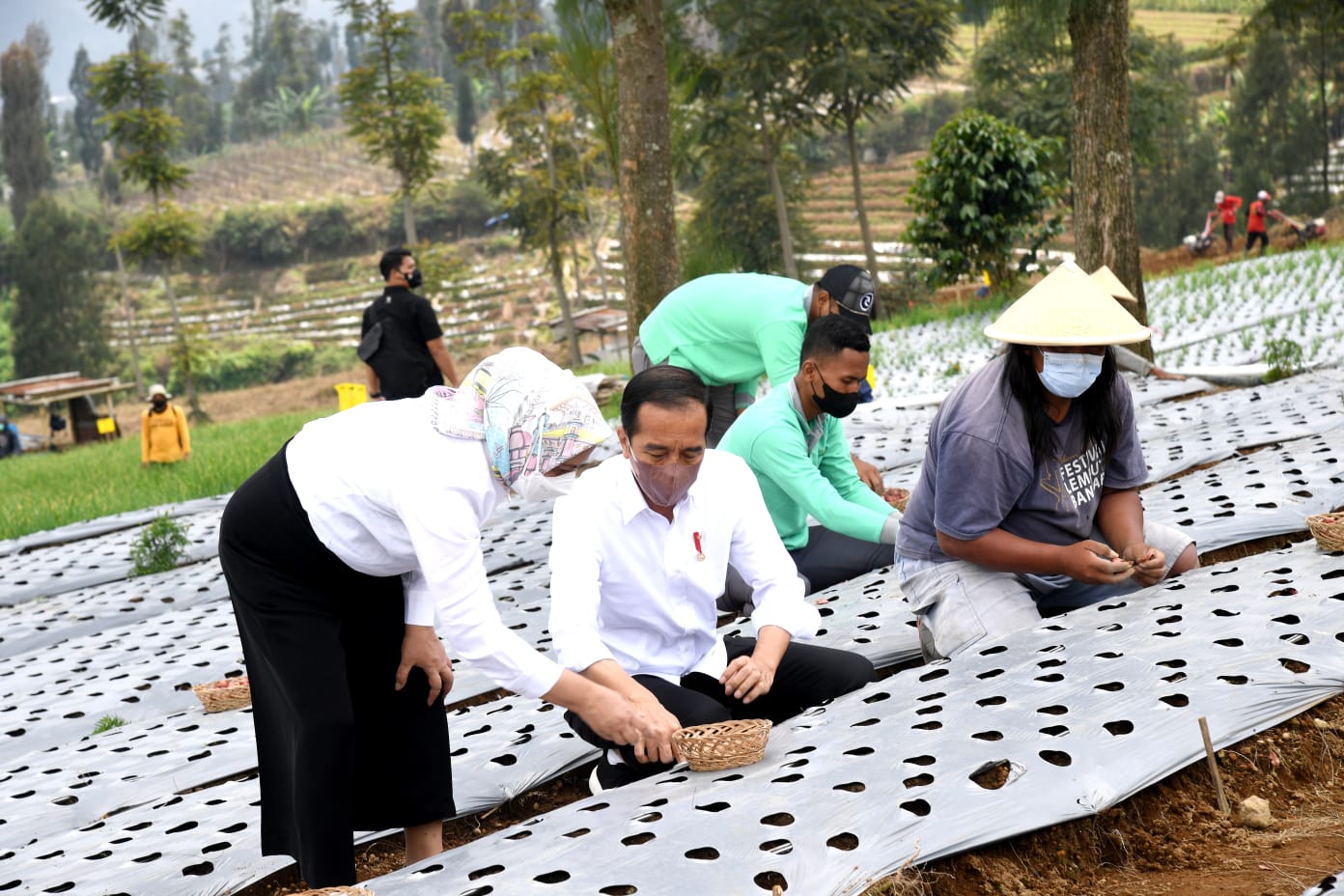 Jokowi Minta Kelembagaan Food Estate di Jateng  Diperkuat