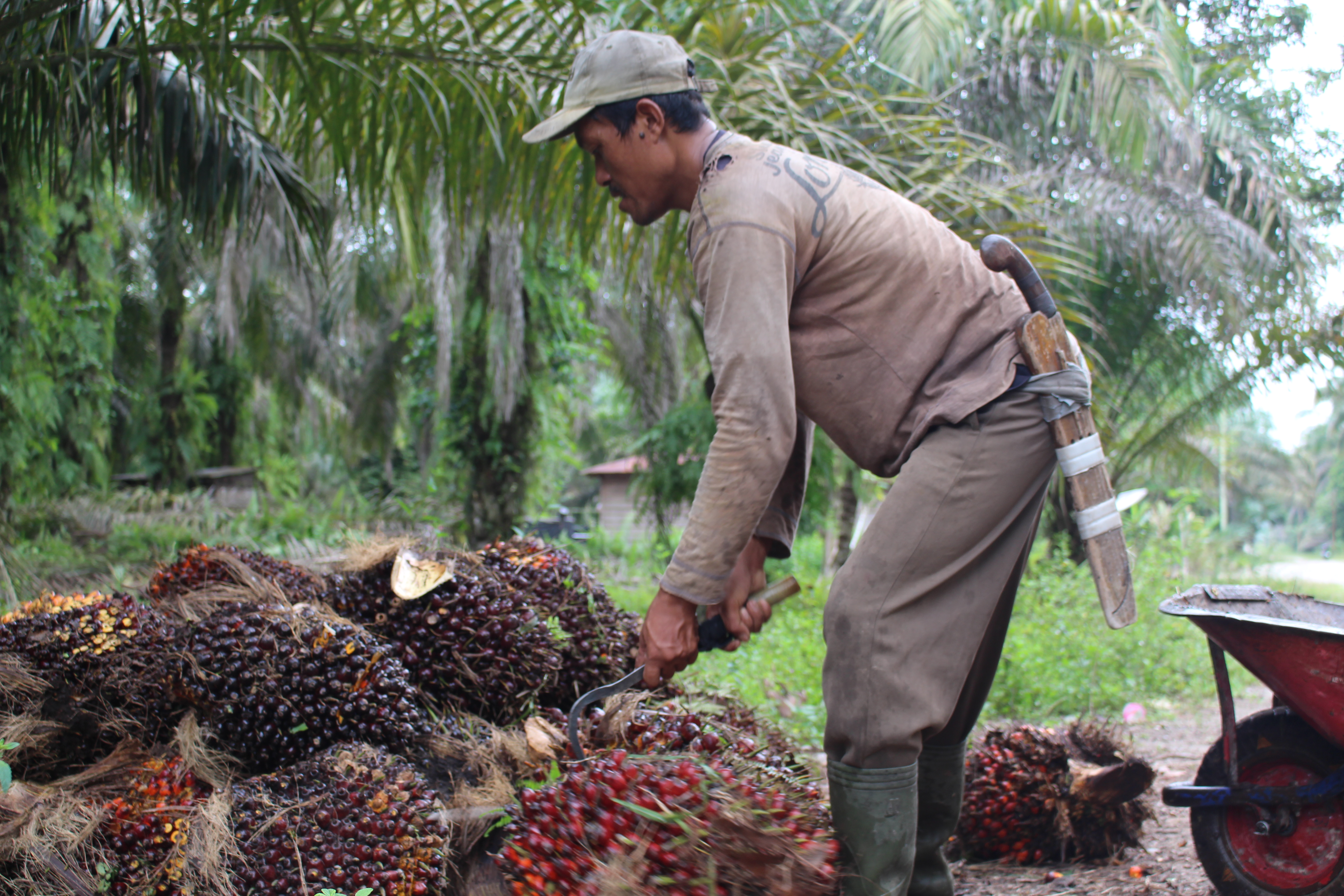 Petani sawit sedang memanen buah kelapa sawitnya.