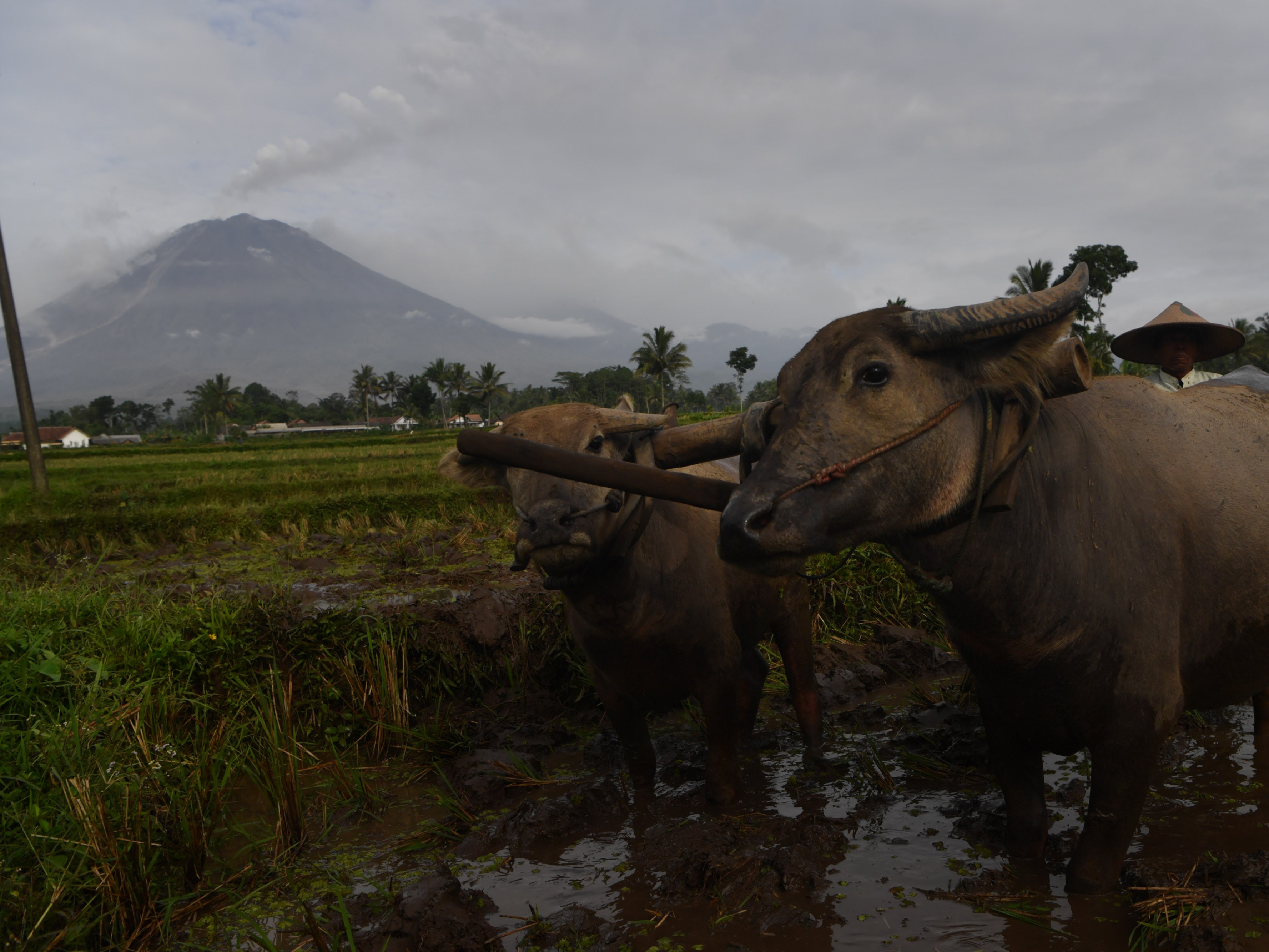 Petani membajak sawah menggunakan kerbau dengan latar Gunung Semeru di Lumajang, Jawa Timur, Minggu (17/1/2021).