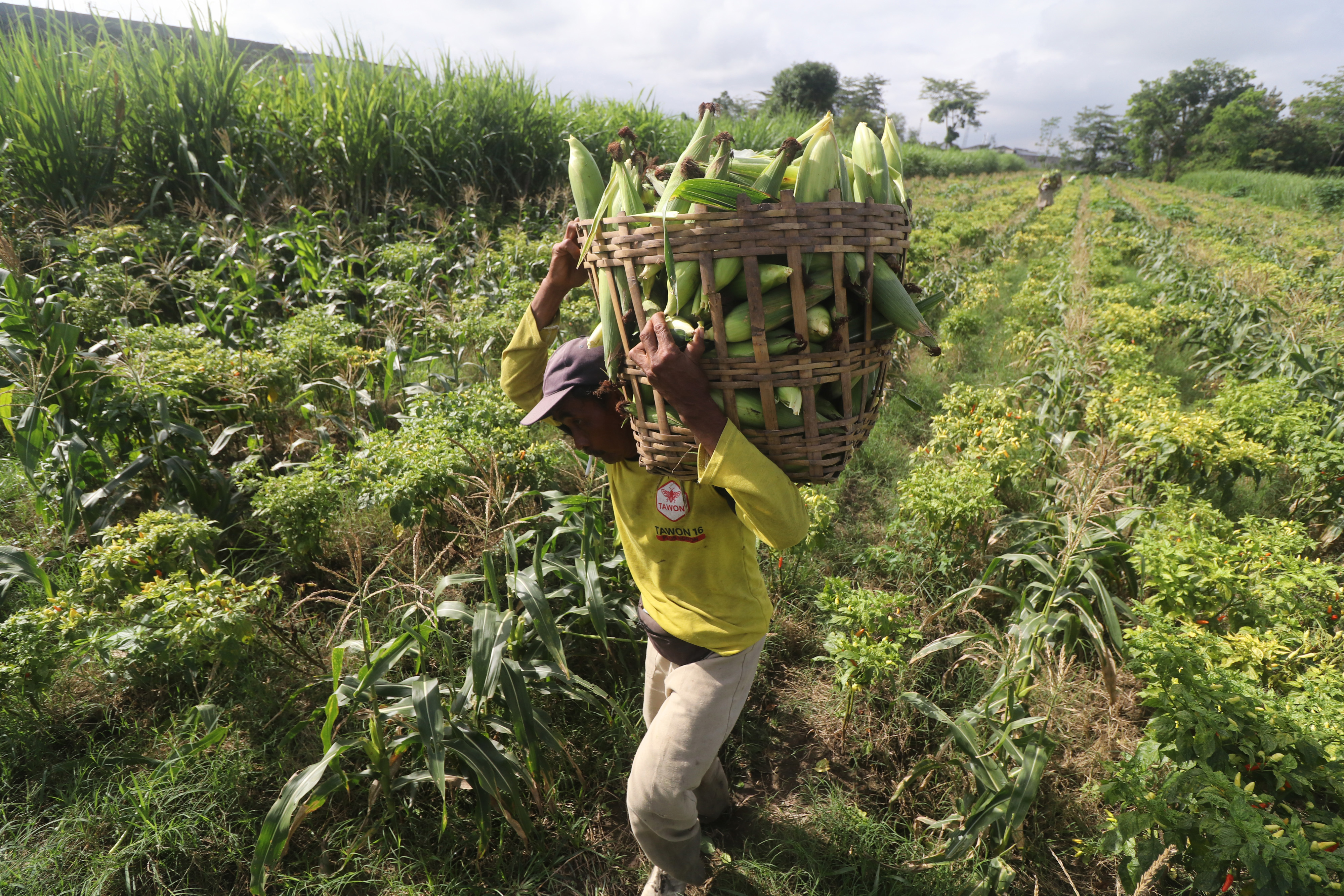 Petani memanen hasil tanaman jagung yang ditanamnya.