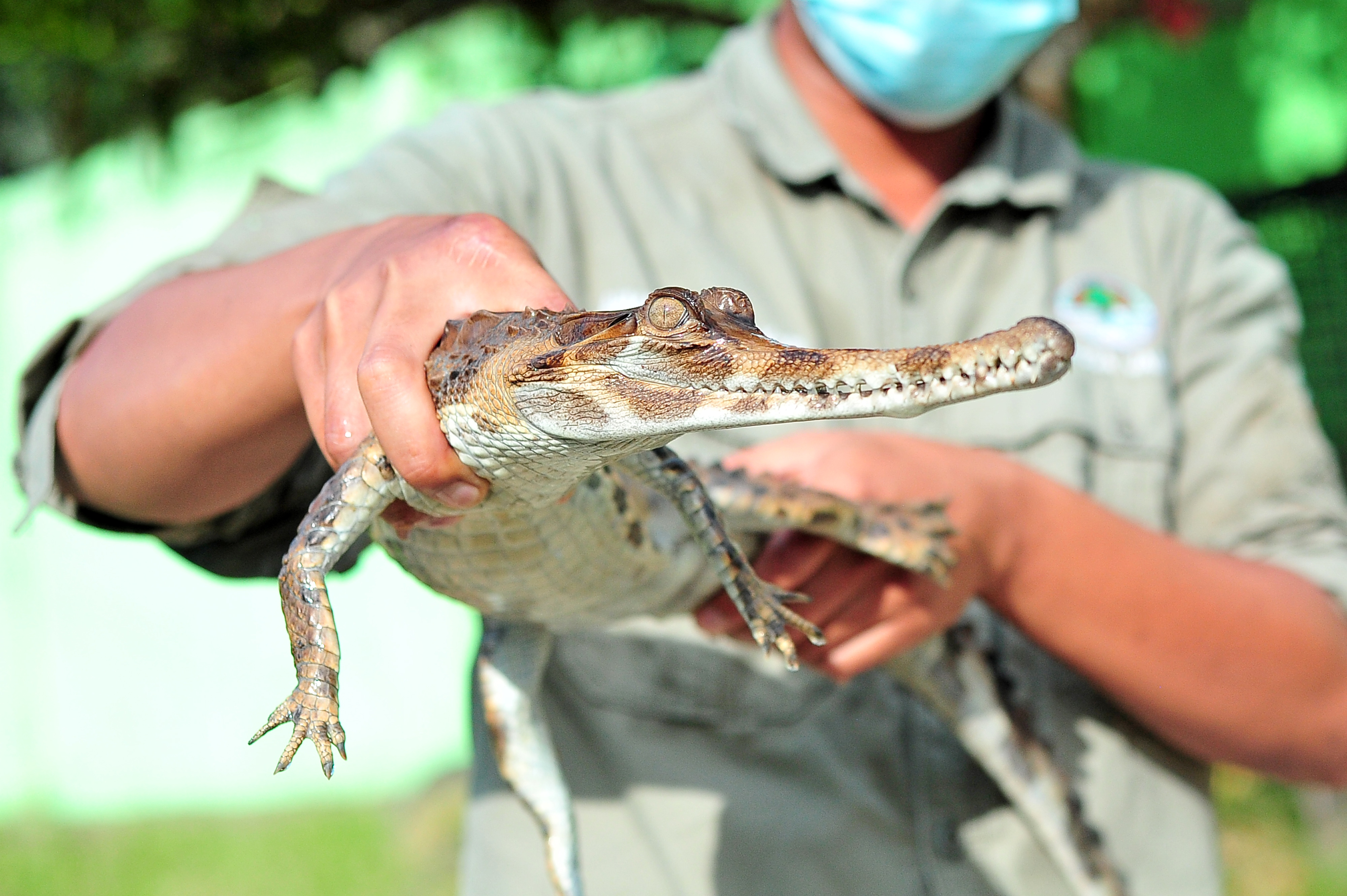 Petugas Balai Konservasi Sumber Daya Alam (BKSDA) Jambi menunjukkan seekor buaya senyulong (Tomistoma schlegelii).