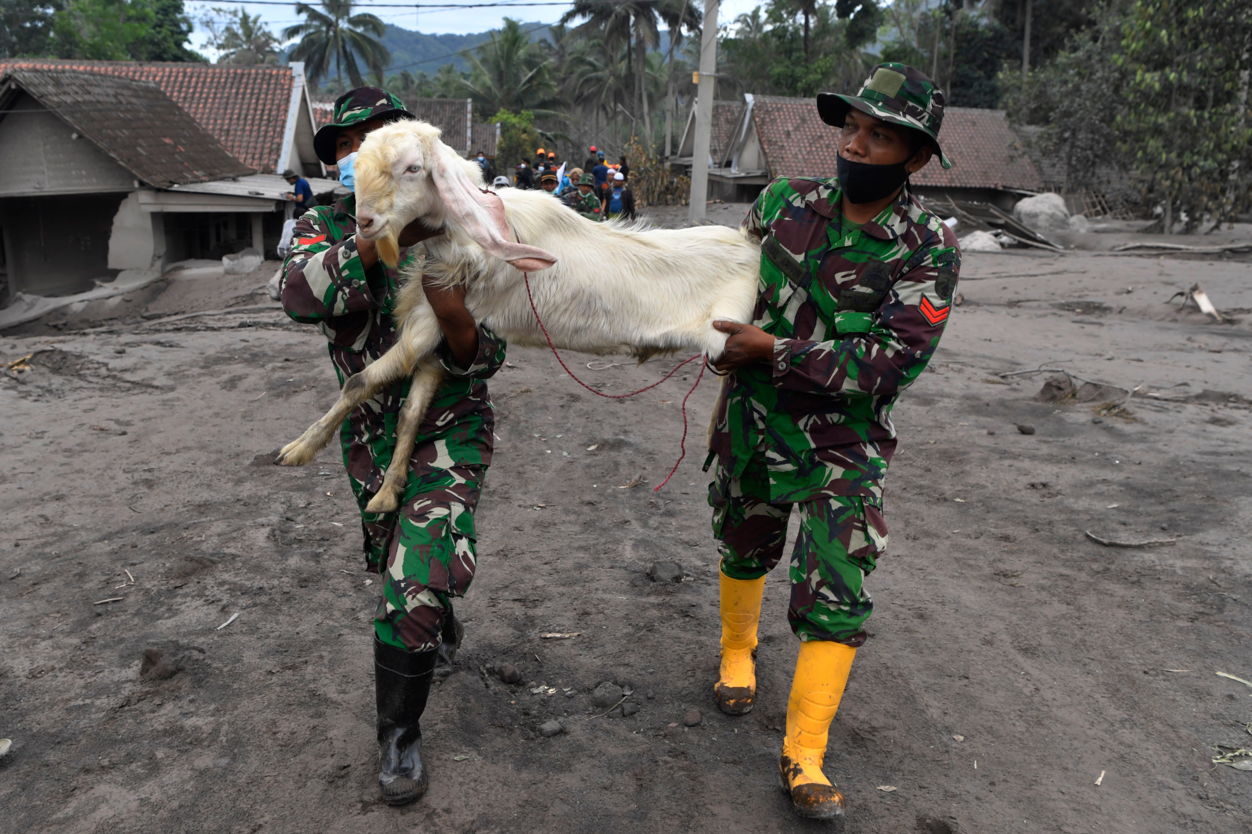 Prajurit TNI membantu warga mengevakuasi hewan ternak di Desa Sumber Wuluh, Lumajang, Jawa Timur, Senin (6/12/2021)