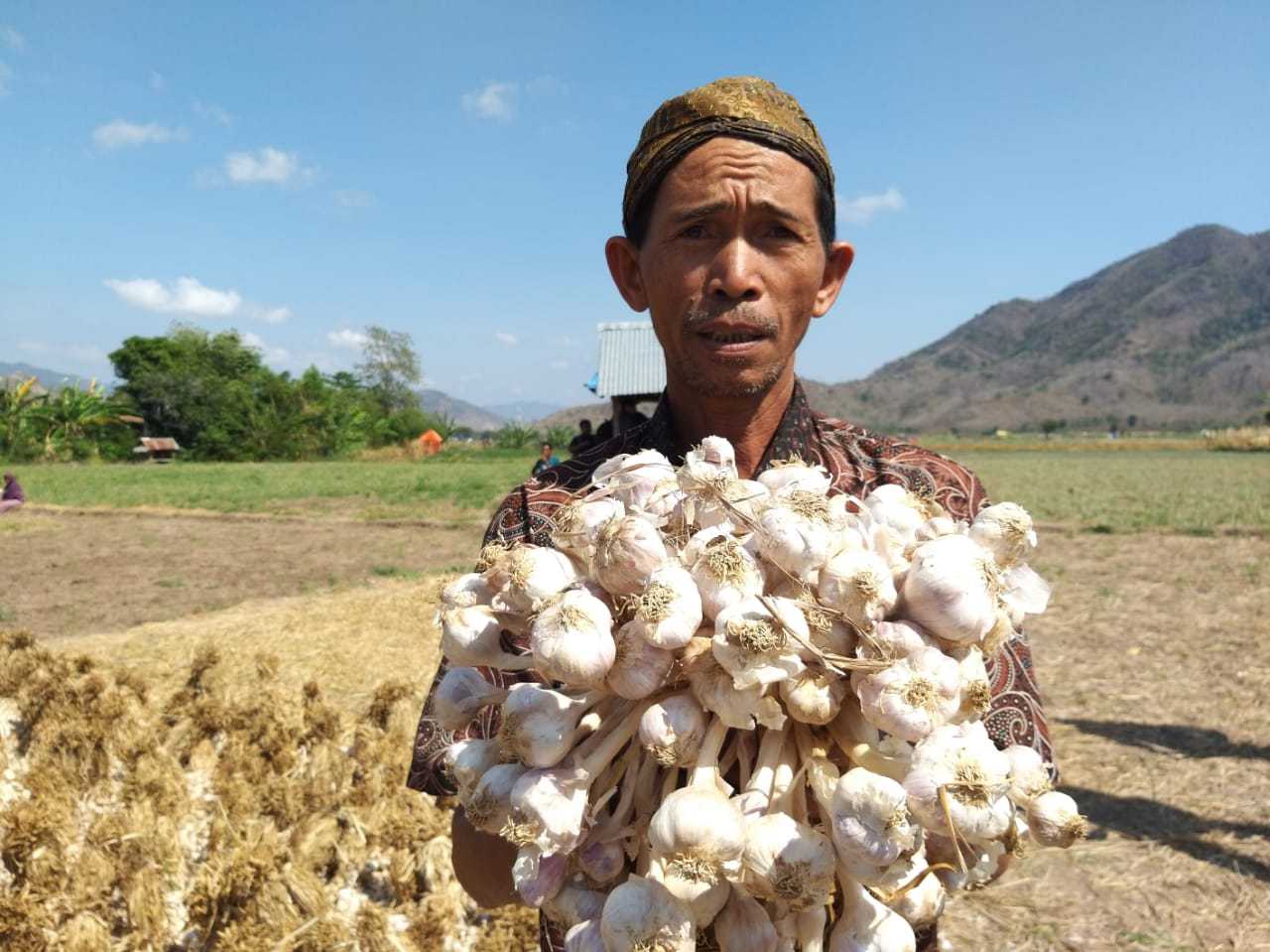 Petani bawang menunjukkan bawang hasil panennya.
