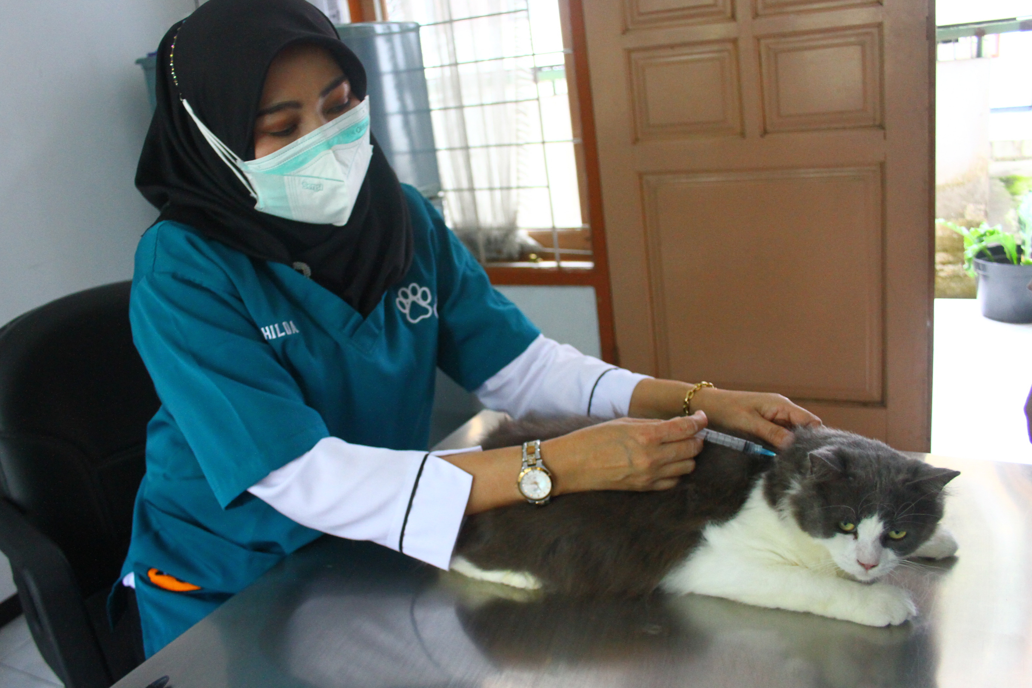 Dokter hewan menyuntikkan vaksin rabies ada seekor kucing dalam kegiatan vaksinasi rabies gratis di Puskeswan, Malang, Jawa Timur.