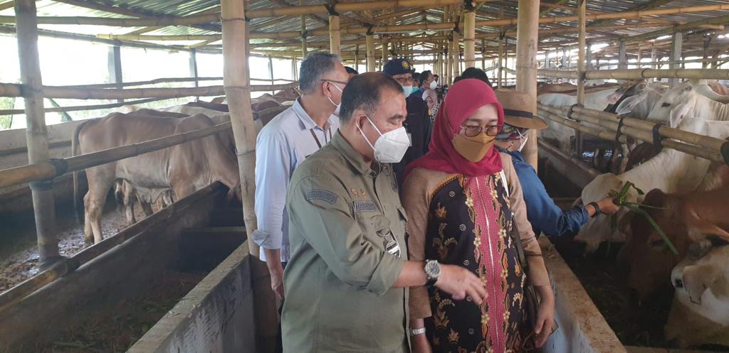 Dirjen PKH, Kementan, Nasrullah, dan anggota DPR mengunjungi peternakan sapi milik Gapoktan Margo Rukun di Desa Kunti, Andong, Boyolali.