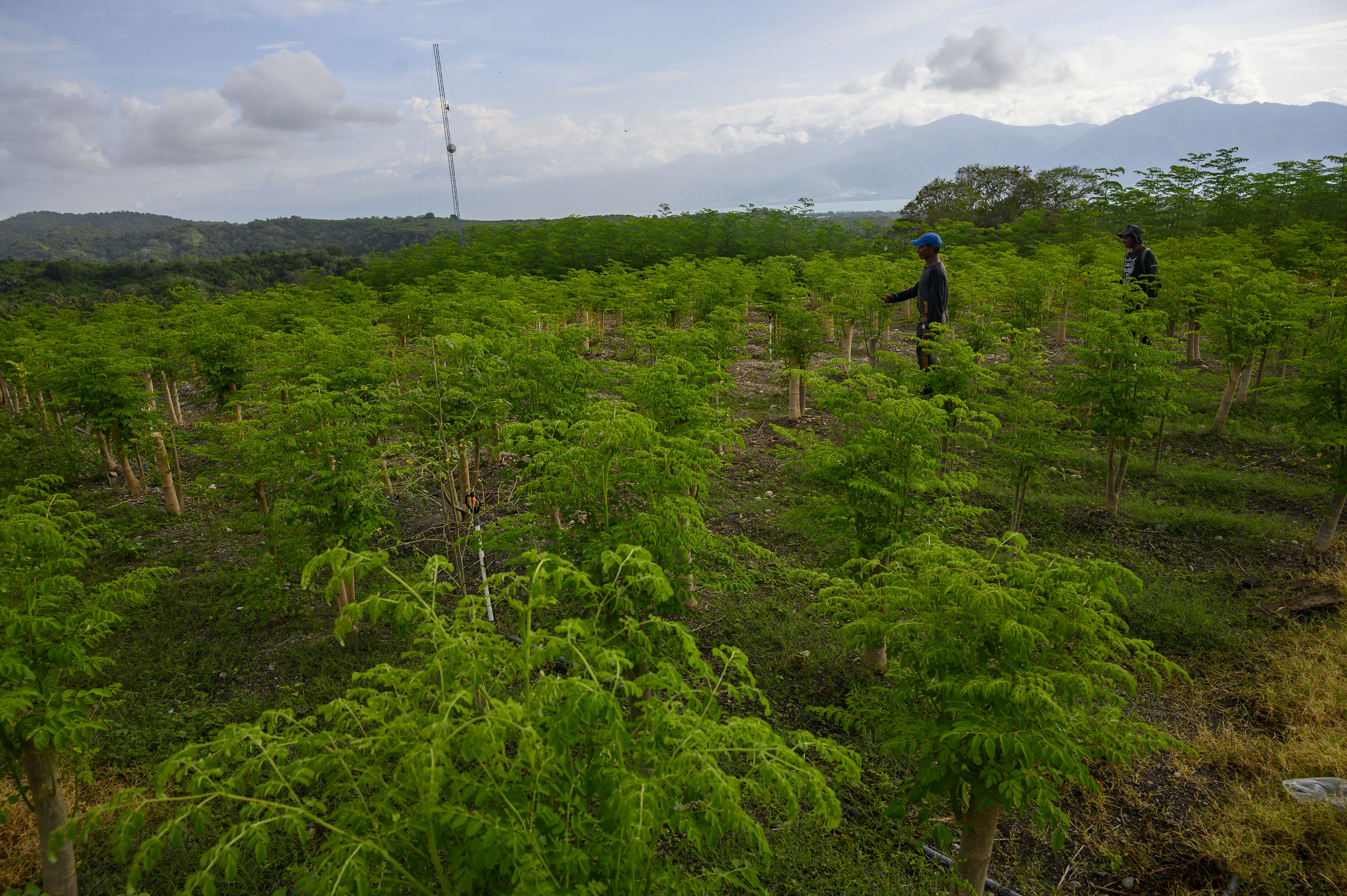 Ladang pohon kelor.