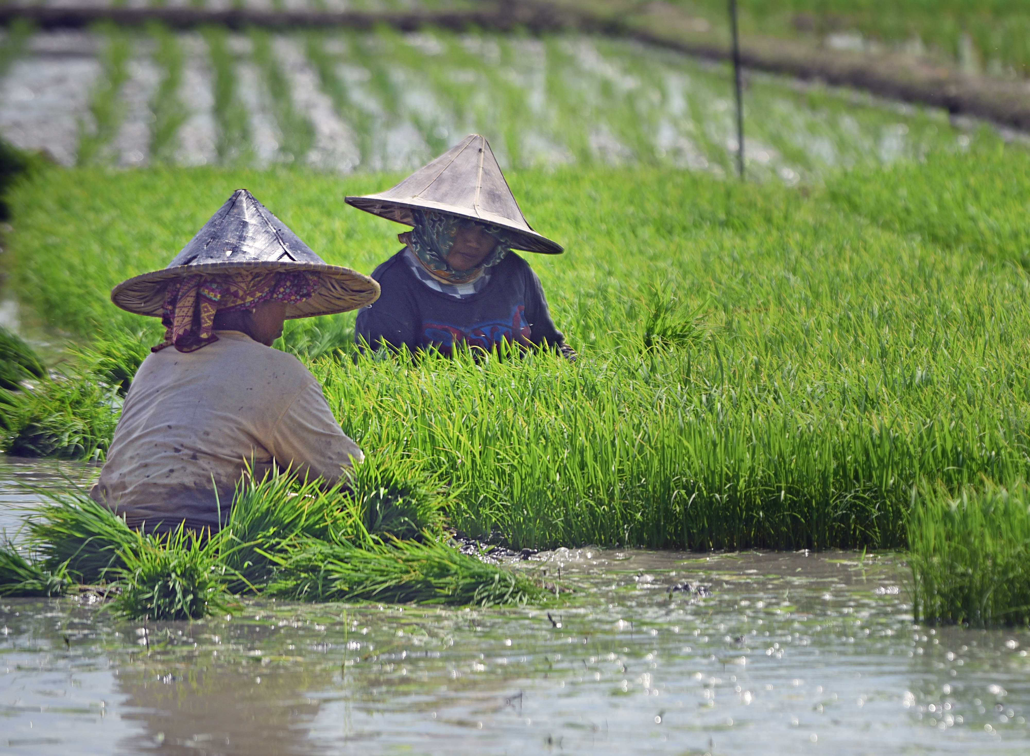 Tingkatkan Produksi Padi dengan Meratakan Produktivitas Jawa-luar Jawa