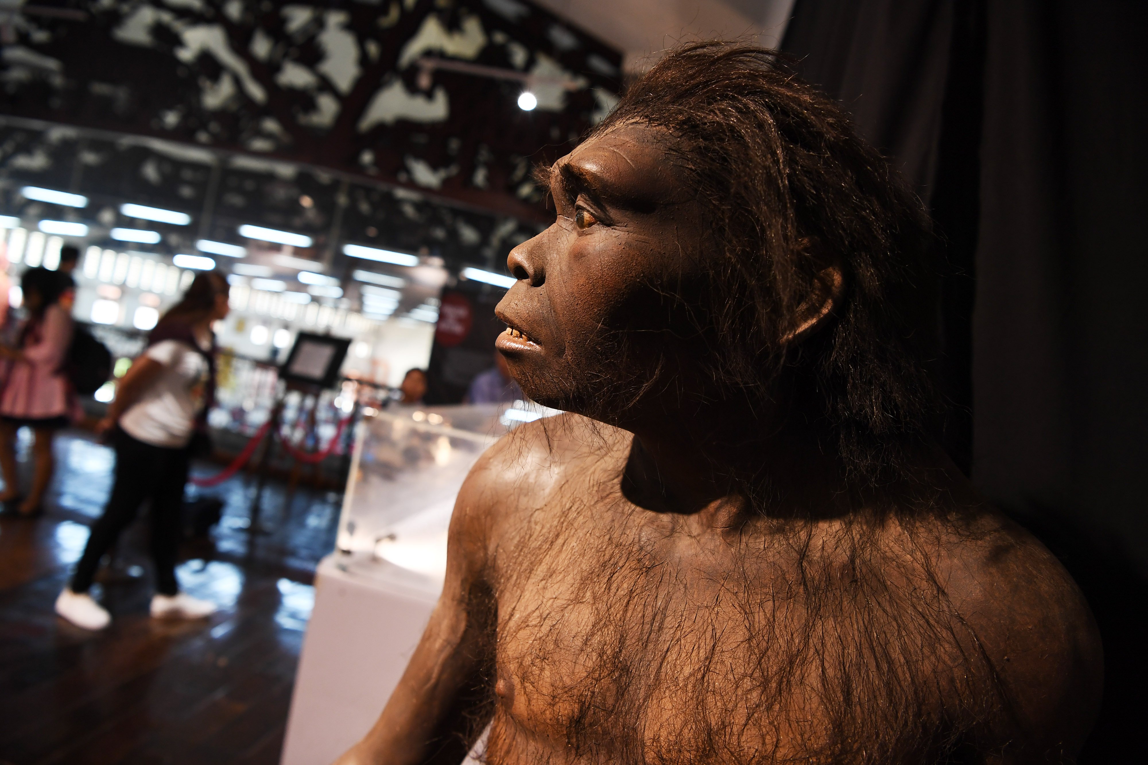 Pengunjung mengamati fosil koleksi Balai Pelestarian Situs Manusia Purba Sangiran saat pameran 'Evolusi Kita' di Surabaya.