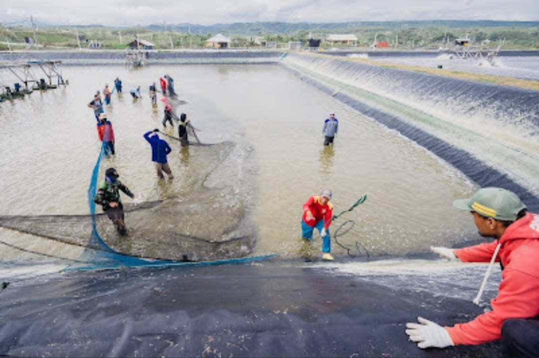 Teknologi bernama Aquahero menjadi solusi dari problem tradisional tambak udang yang terjadi sekarang ini.