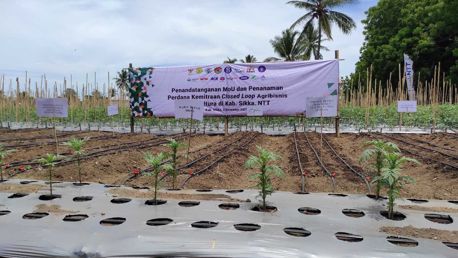 Sektor Pertanian NTT Tumbuh Positif