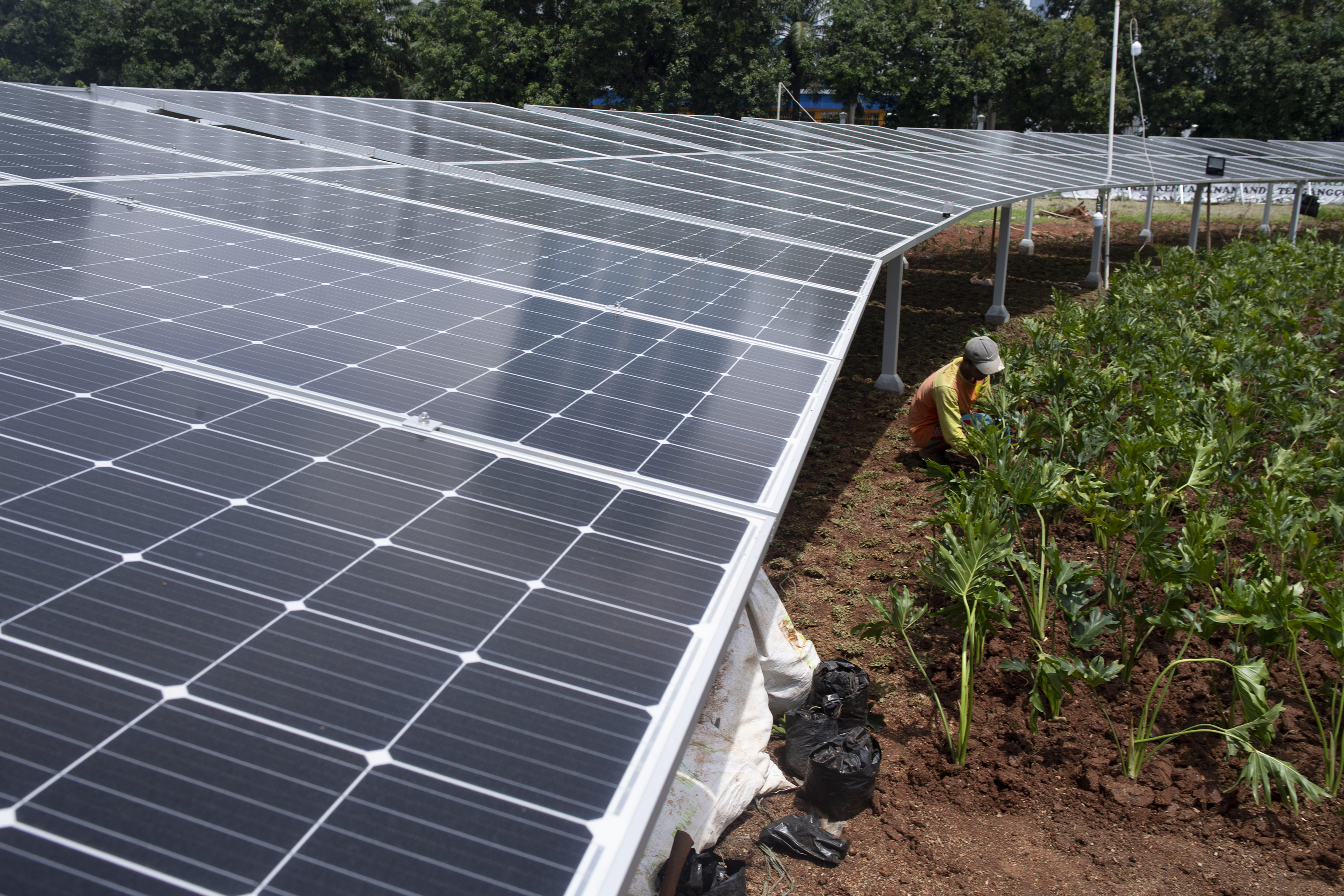 Pekerja penanam tanaman hias pada area surya panel di Kompleks Parlemen, Jakarta.