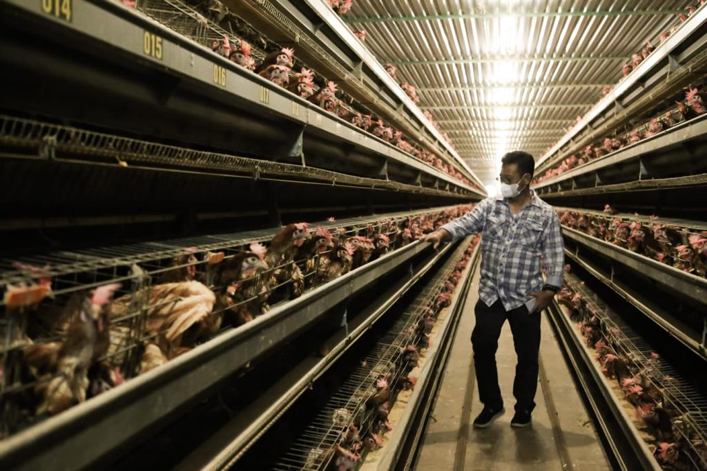 Mentan SYL di sebuah peternakan.