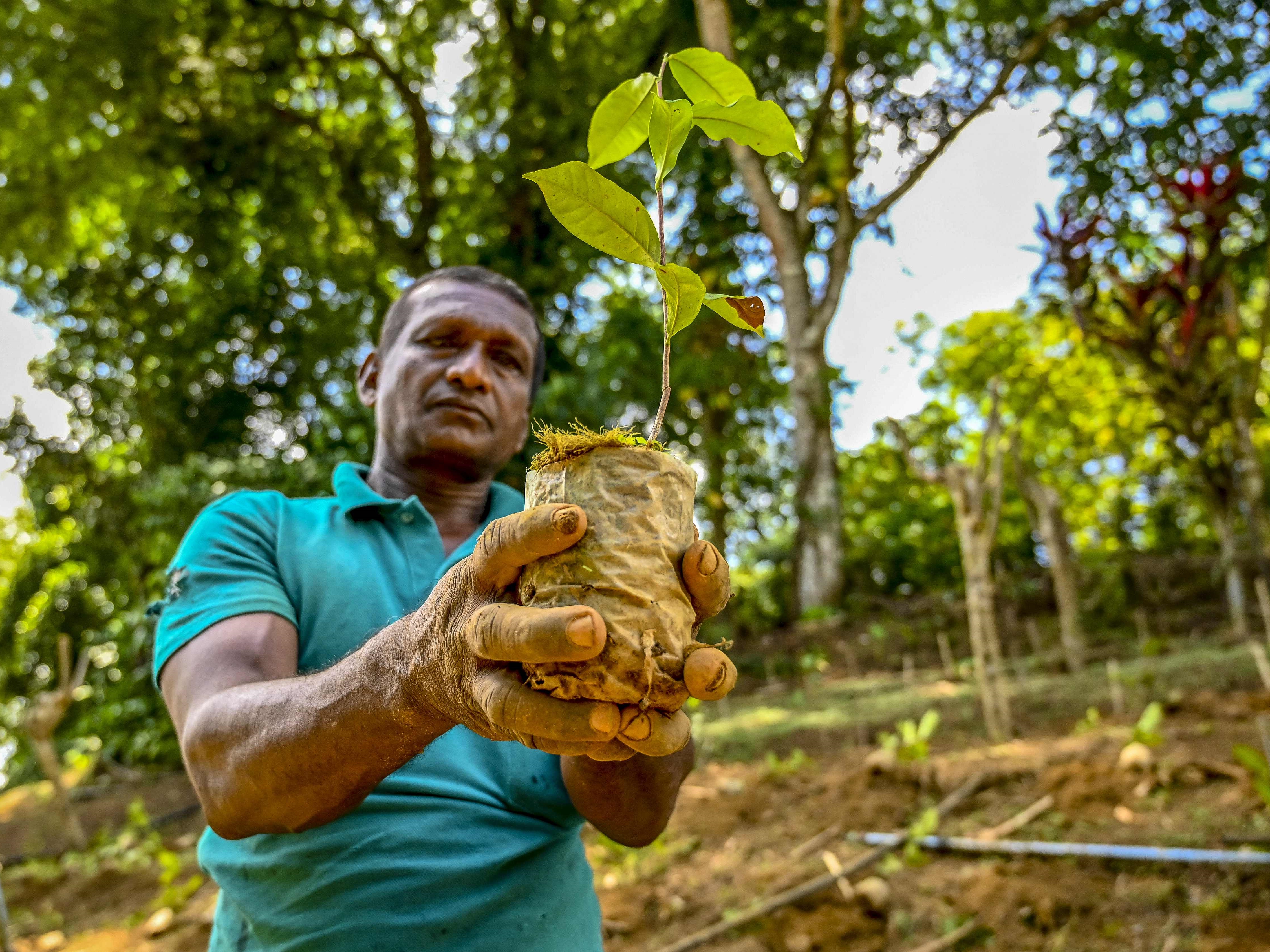 Seorang pekerja merawat perkebunan teh di distrik selatan Ratnapura, Sri Lanka, pada 3 Agustus 2021.