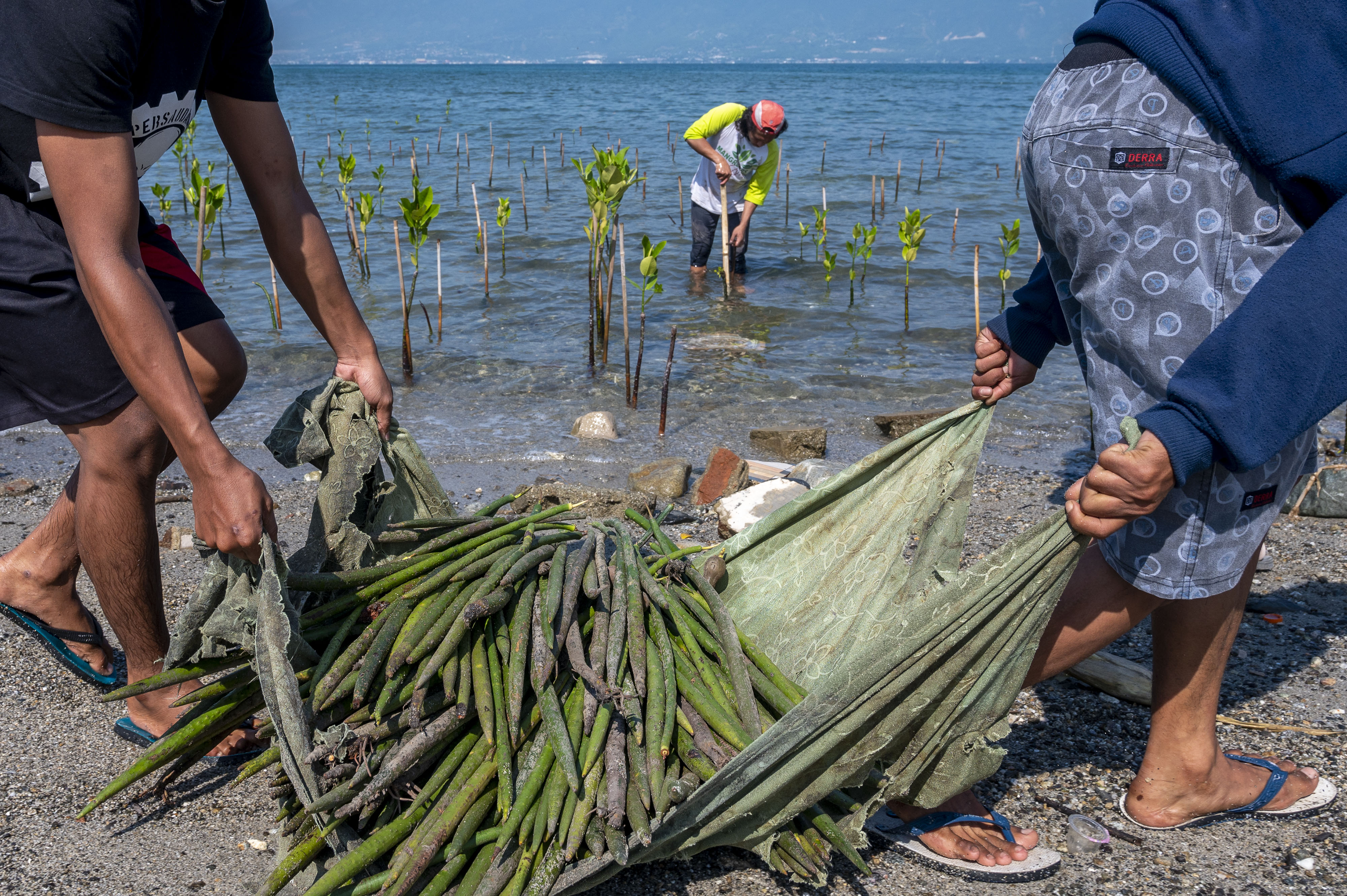 Ilustrasi. Relawan menanam bibit pohon bakau di kawasan konservasi mangrove di Pantai Dupa, Palu, Sulawesi Tengah, Senin (26/7/2021).