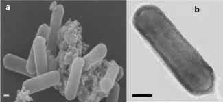 Nitrosopumilus maritimus.