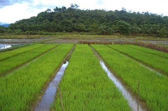Areal persawahan di Provinsi Banten