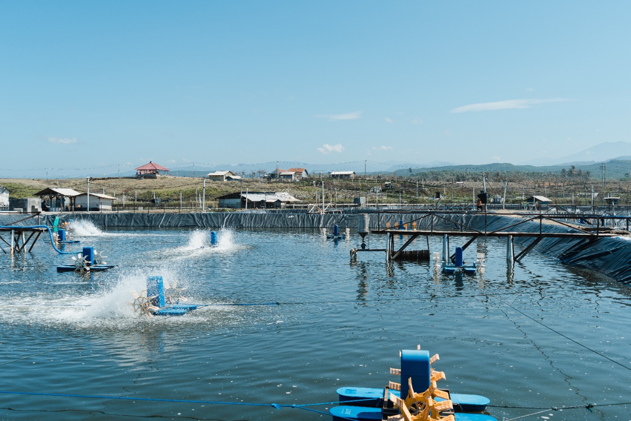 Teknologi Delos lahir dari perjalanan panjang sebuah tambak udang konvesional bernama Dewi Laut Aquaculture (DLA) yang berlokasi di Garut.