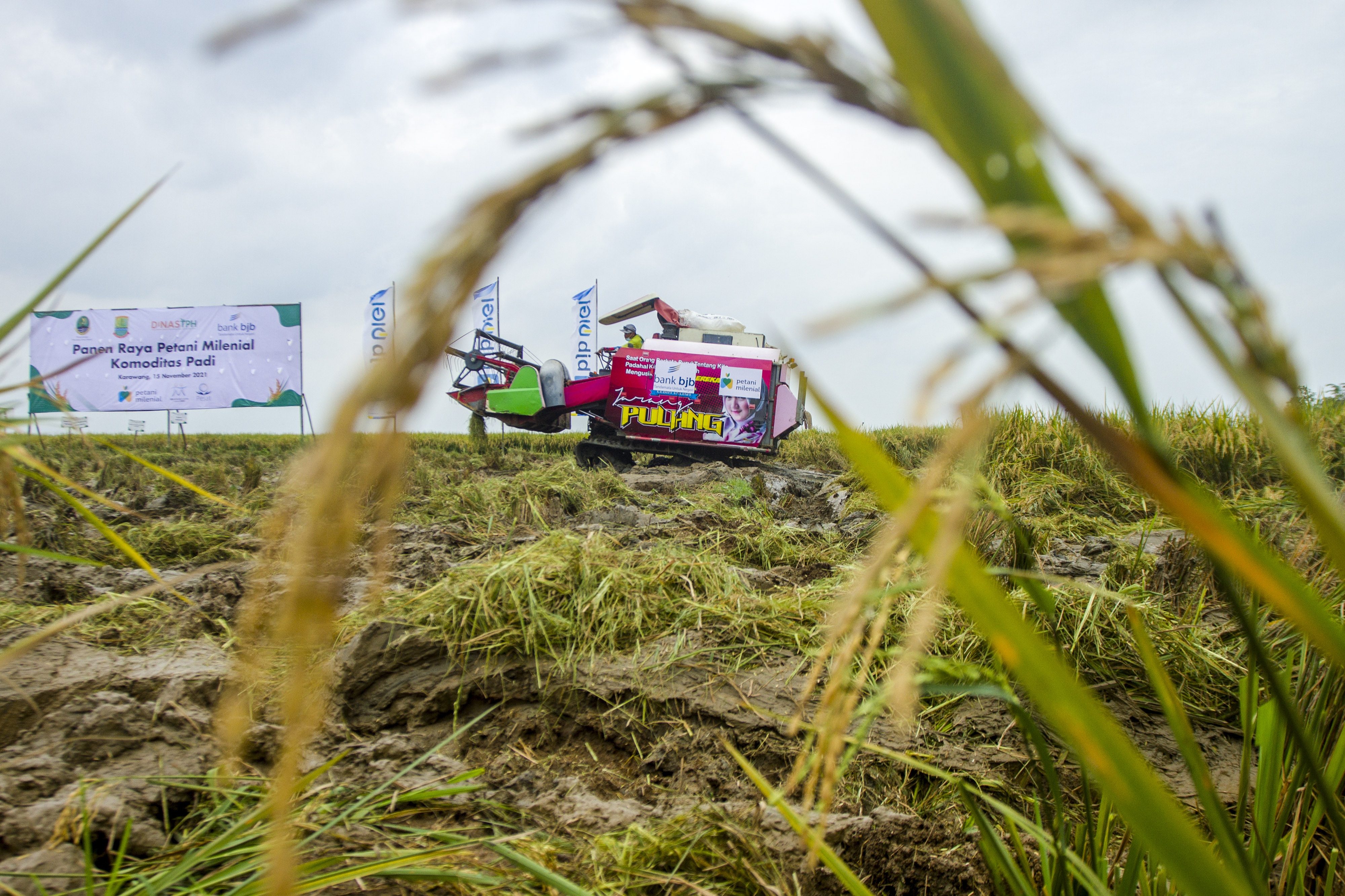 Ilustrasi panen raya di Karawang, Jawa Barat