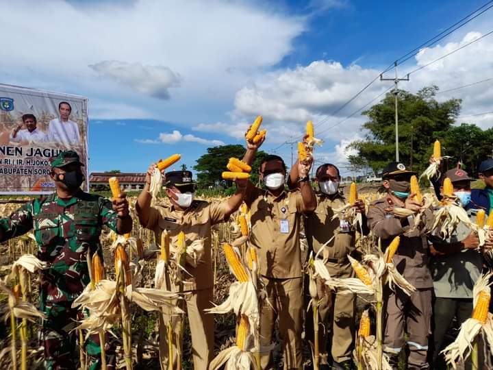 Benih Jagung yang Ditanam Jokowi di Kabupaten Sorong Dipanen