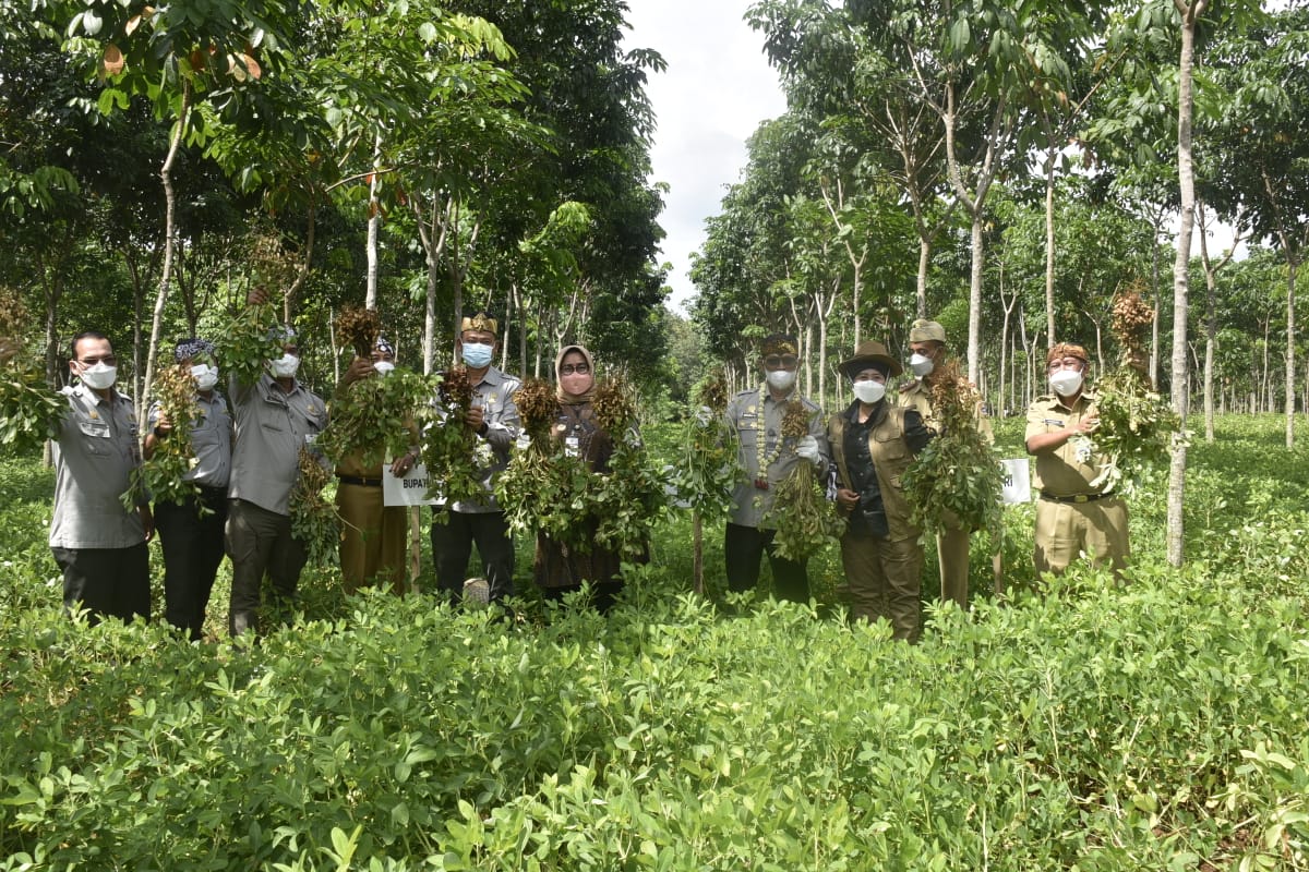 Mentan SYL melakukan panen sekaligus hilirisasi kacang tanah di Desa Bendungan, Kecamatan Kedawung, Kabupaten Sragen, Jetang, Senin (10/1).