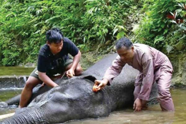 Pemeriksaan kondisi fisik dan pengecekan ektoparasit yang ada pada gajah.