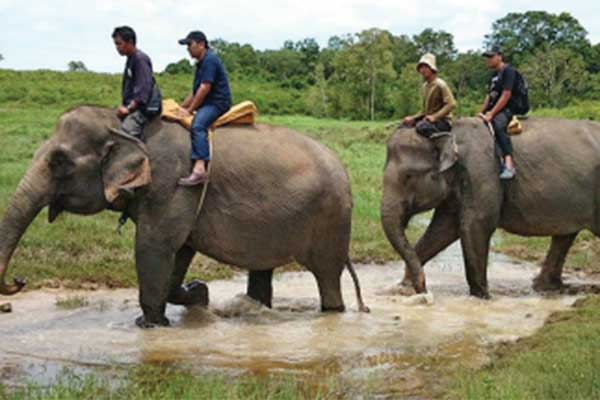 Patroli tim peneliti bersama Staf PLG Way Kambas memantau habitat dan sumber pakan gajah.