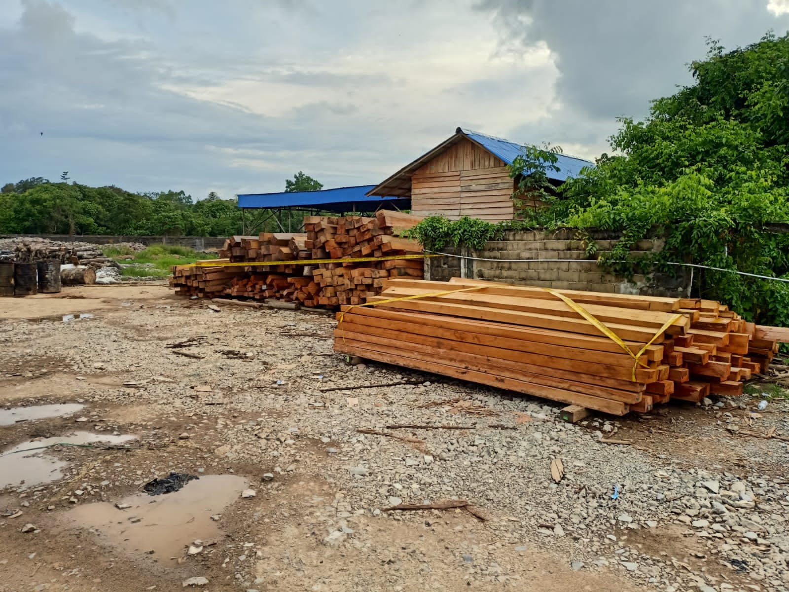 PD. Utama Jaya diduga menampung kayu olahan berbagai jenis hasil tebangan liar masyarakat di daerah Kabupaten Ketapang. Kalbar.