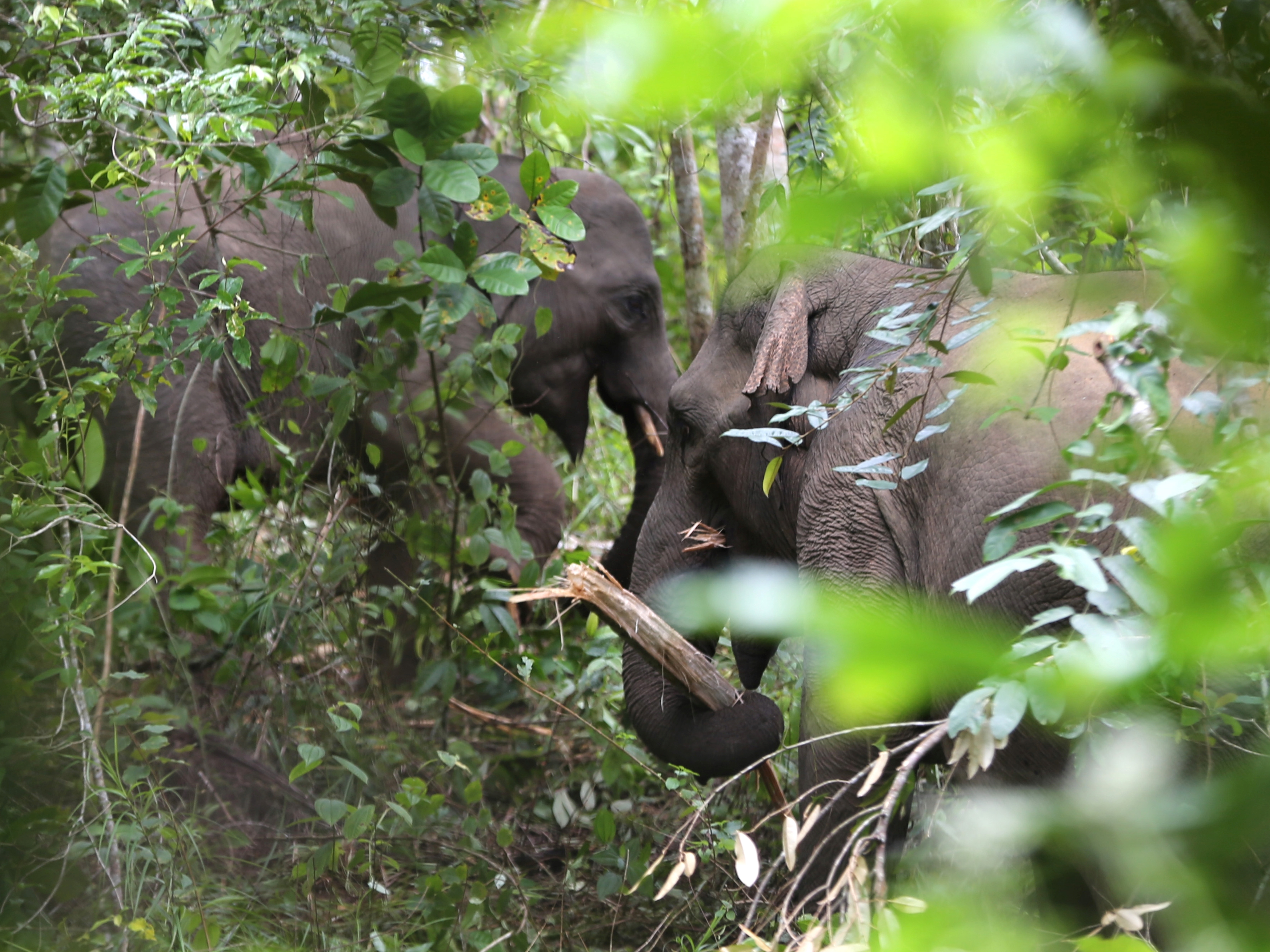 Dua gajah sumatra (Elephas maximus sumatranus) liar memakan pohon pinang di perkebunan warga Desa Negeri Antara, Kecamatan Pintu Rime.