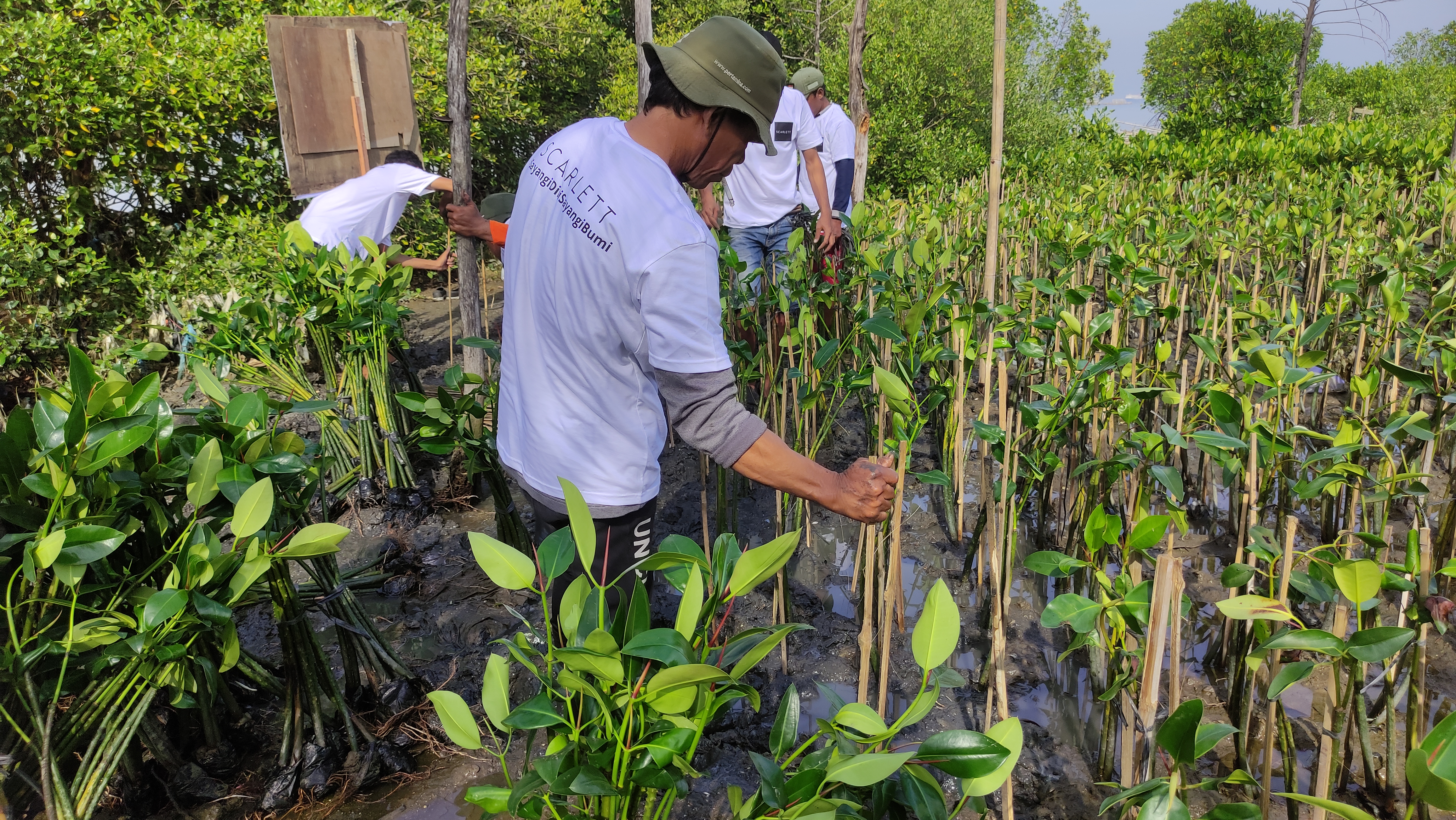 Penanaman mangrove