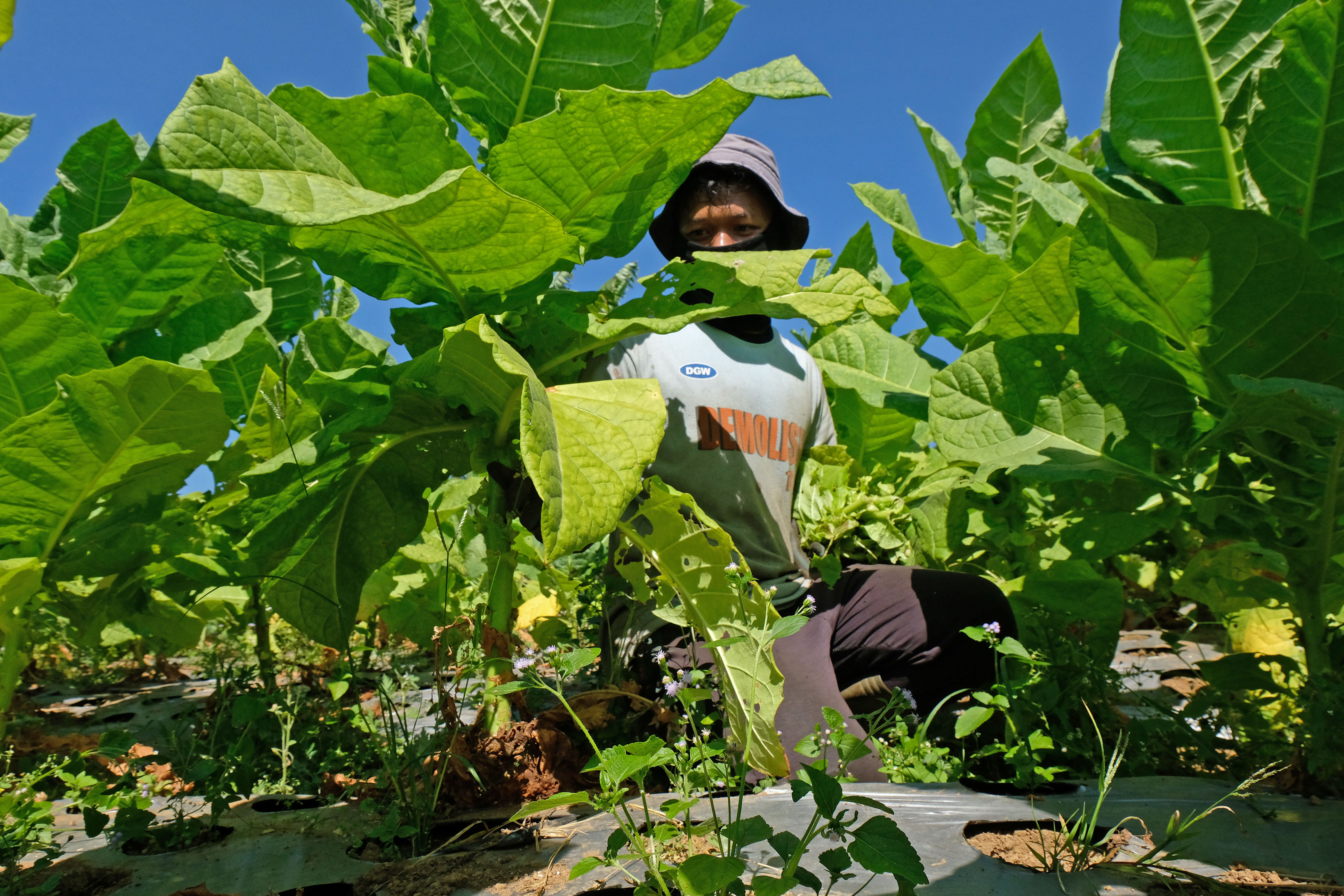 Petani di Temanggung tengah memanen tanaman tembakau