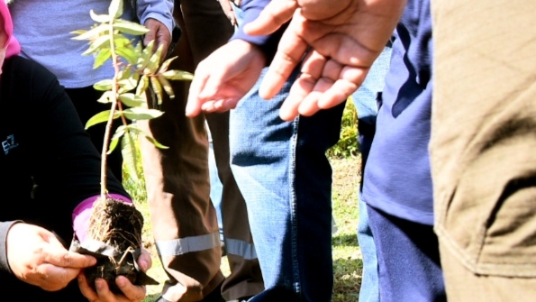 Penanaman Andaliman di Taman Simalem Resort di Kecamatan Merek, Kabupaten Karo, Sumatra Utara.
