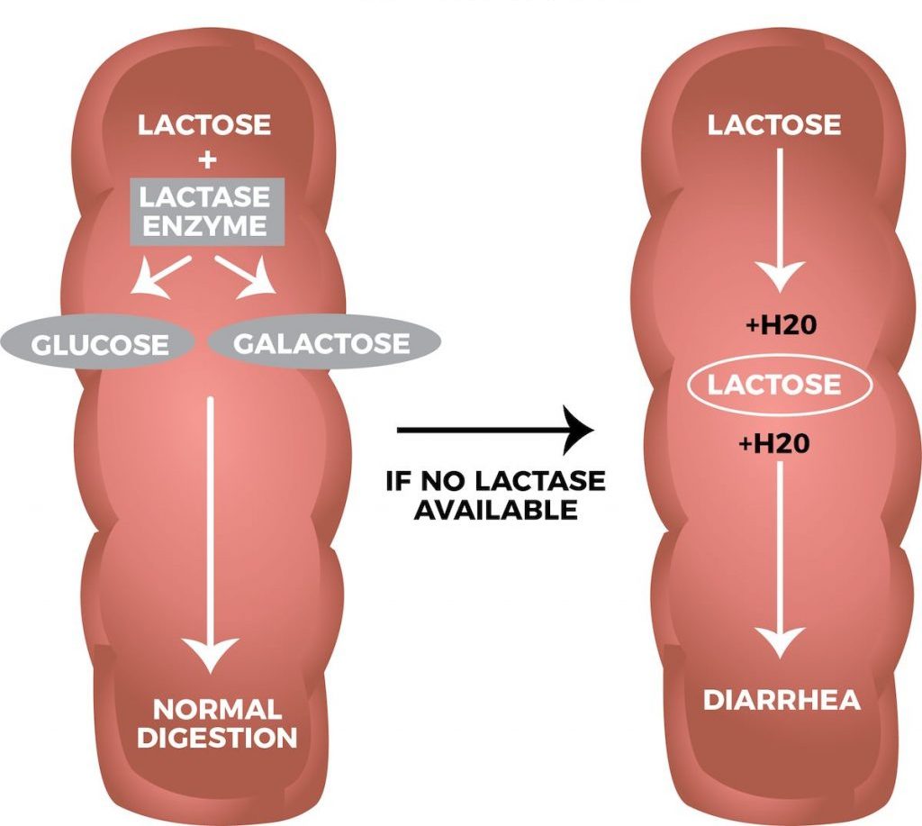 Ilustrasi sistem pencernaan dan laktose.