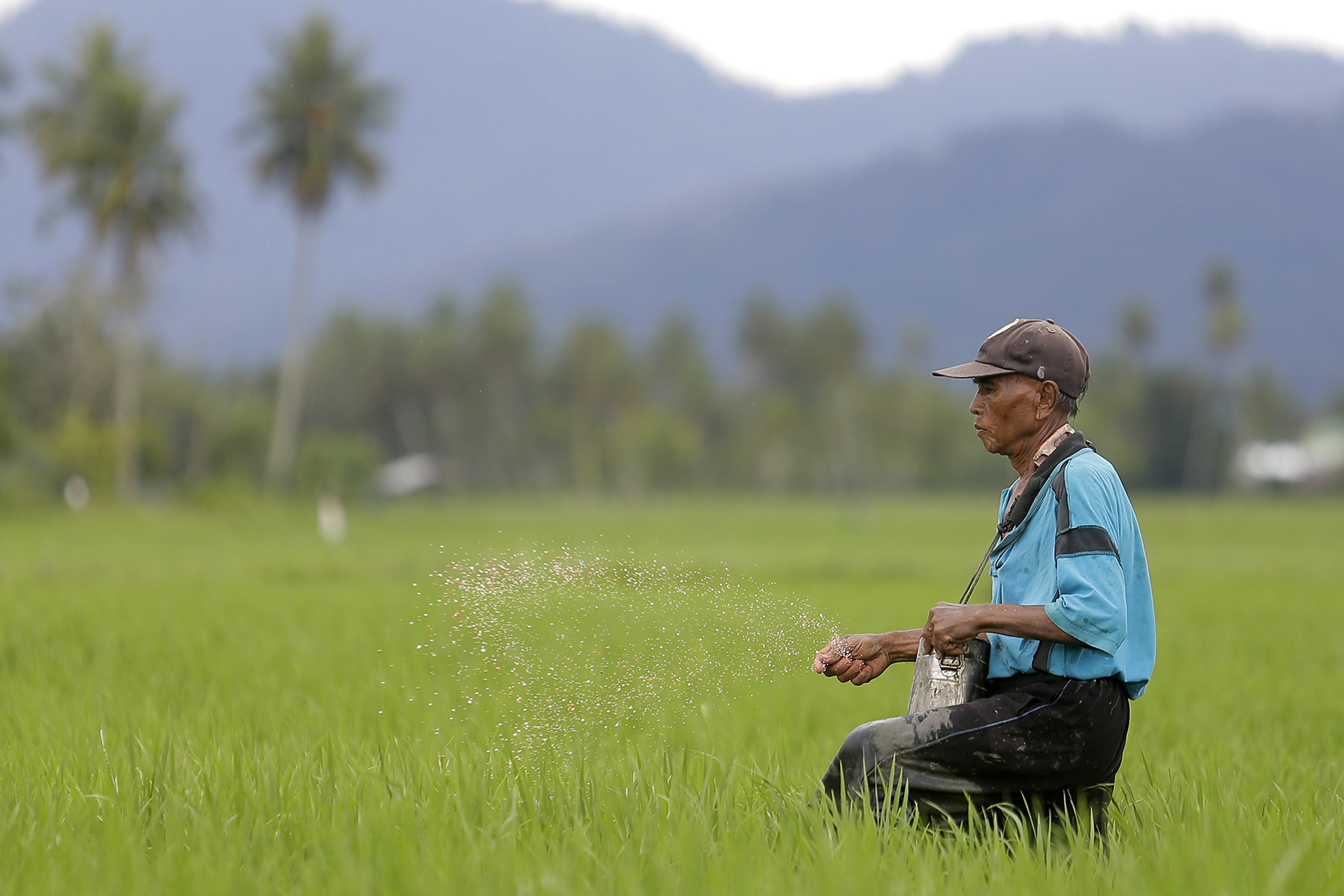 Seorang petani menabur pupuk untuk tanaman padi di Kabila, Kabupaten Bone Bolango, Gorontalo, Senin (2/1/2022).