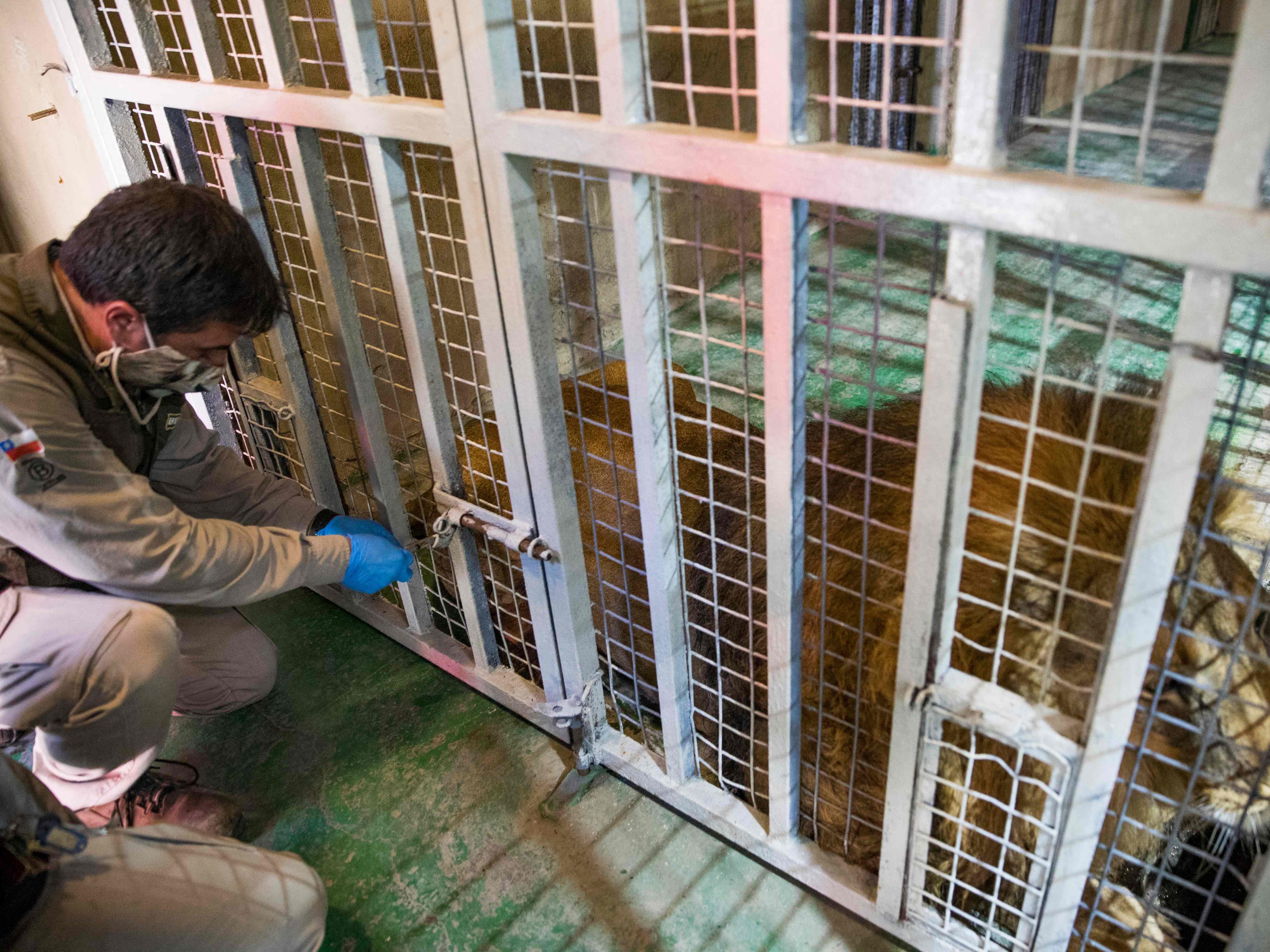 Penelitian Terbaru, Kucing Besar Tertular Covid-19 dari Penjaganya