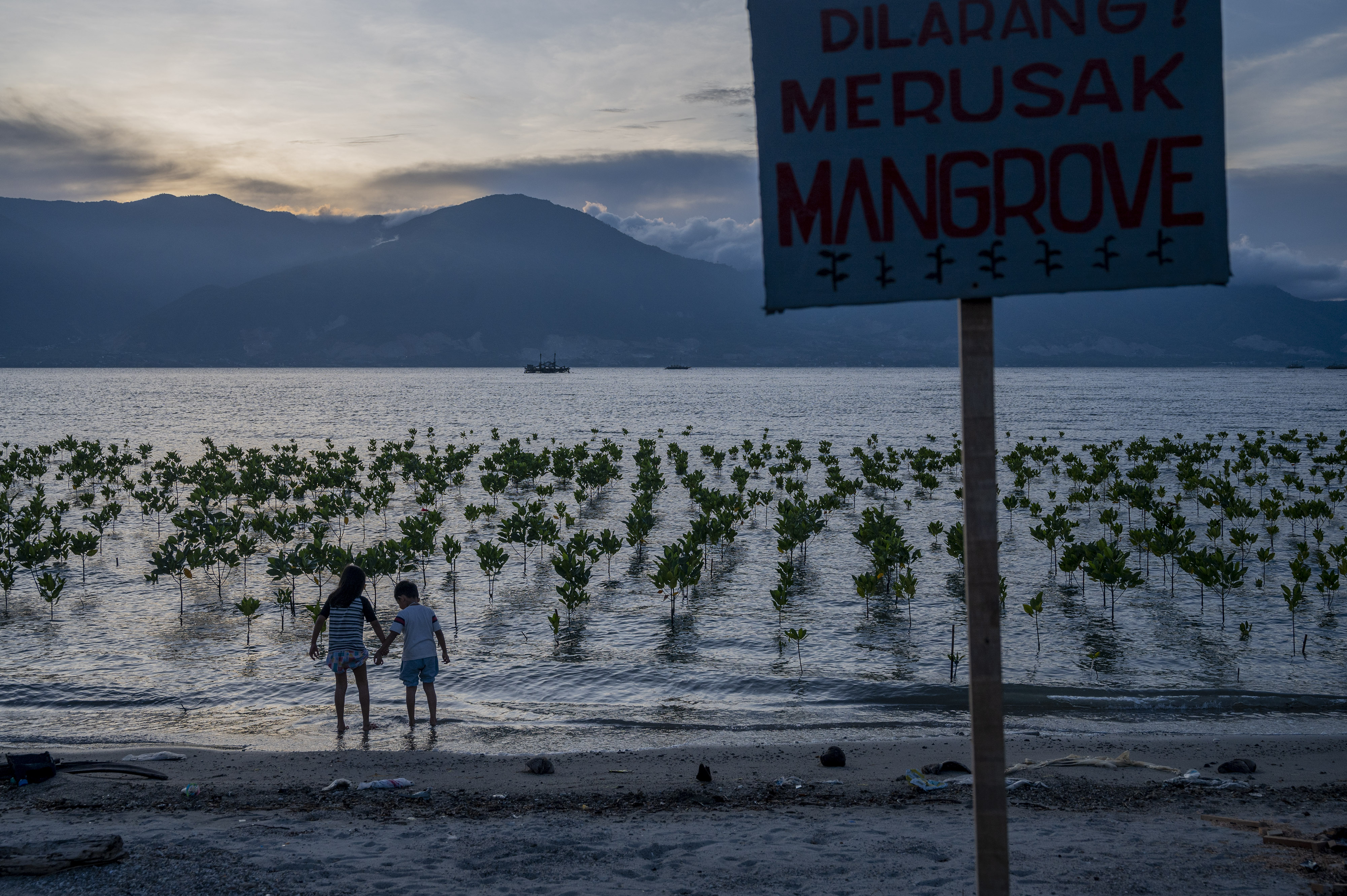 KONSERVASI MANGROVE UNTUK PERUBAHAN IKLIM: Anak-anak bermain di antara pohon bakau yang mulai tumbuh hasil konservasi di Pantai Dupa, Palu