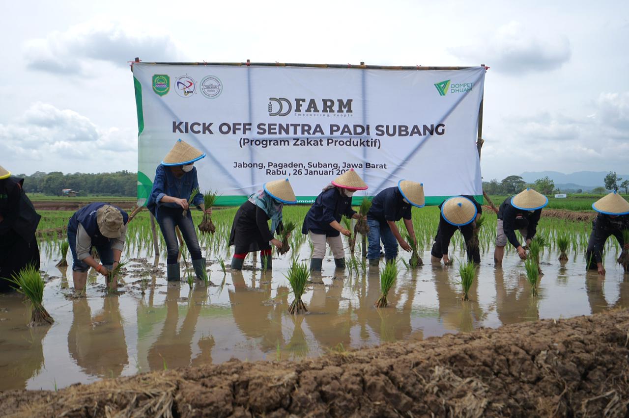 Dompet Dhuafa (DD) menggelar kegiatan kick off DD Farm Sentra Padi di Subang, Jawa Barat.