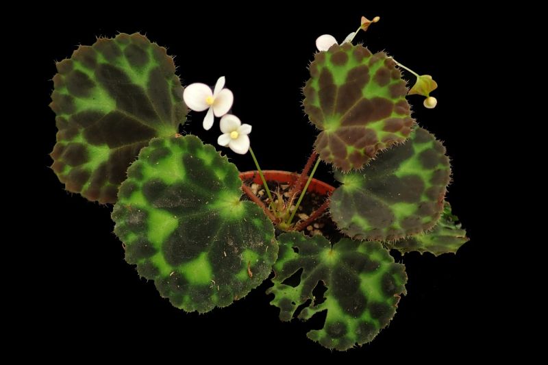 PUSAT Riset Konservasi Tumbuhan dan Kebun Raya - Badan Riset dan Inovasi Nasional (BRIN) temukan 7 jenis baru tanaman Indonesia.