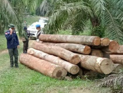 Tim gabungan mengamankan ratusan log kayu ilegal di Kuantan SIngingi,  Riau